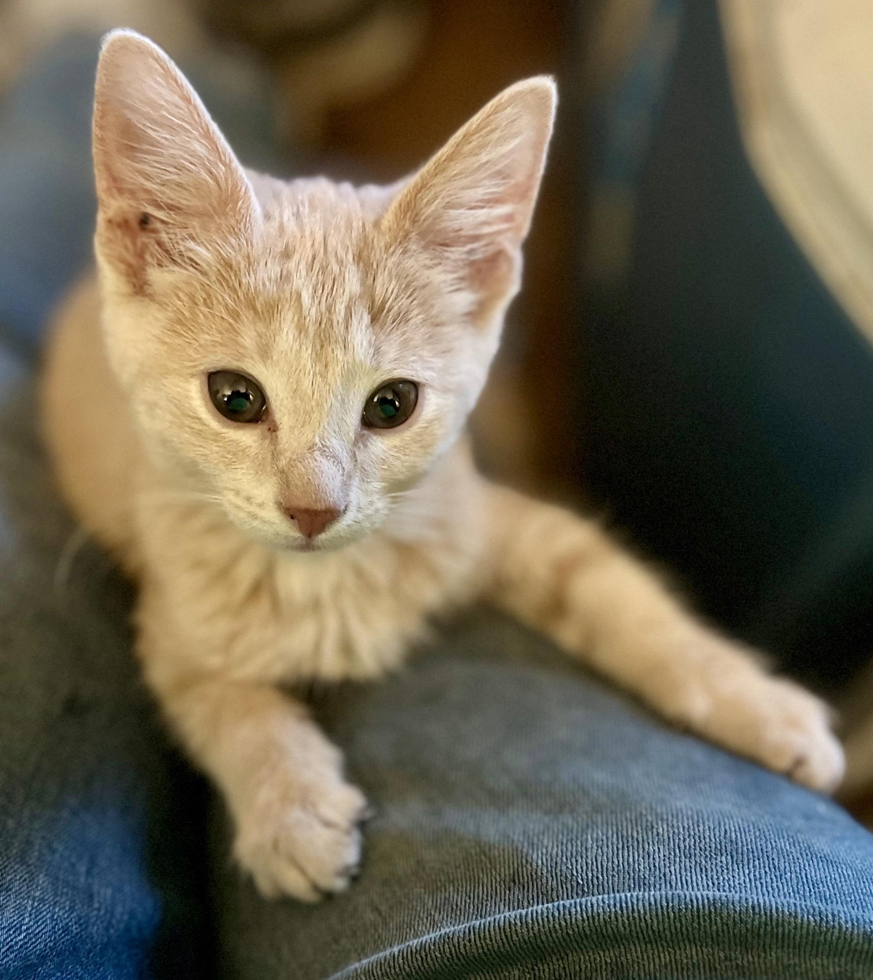 Dough, a Adoptable Domestic Medium Hair in Indianapolis, IN image 1/3