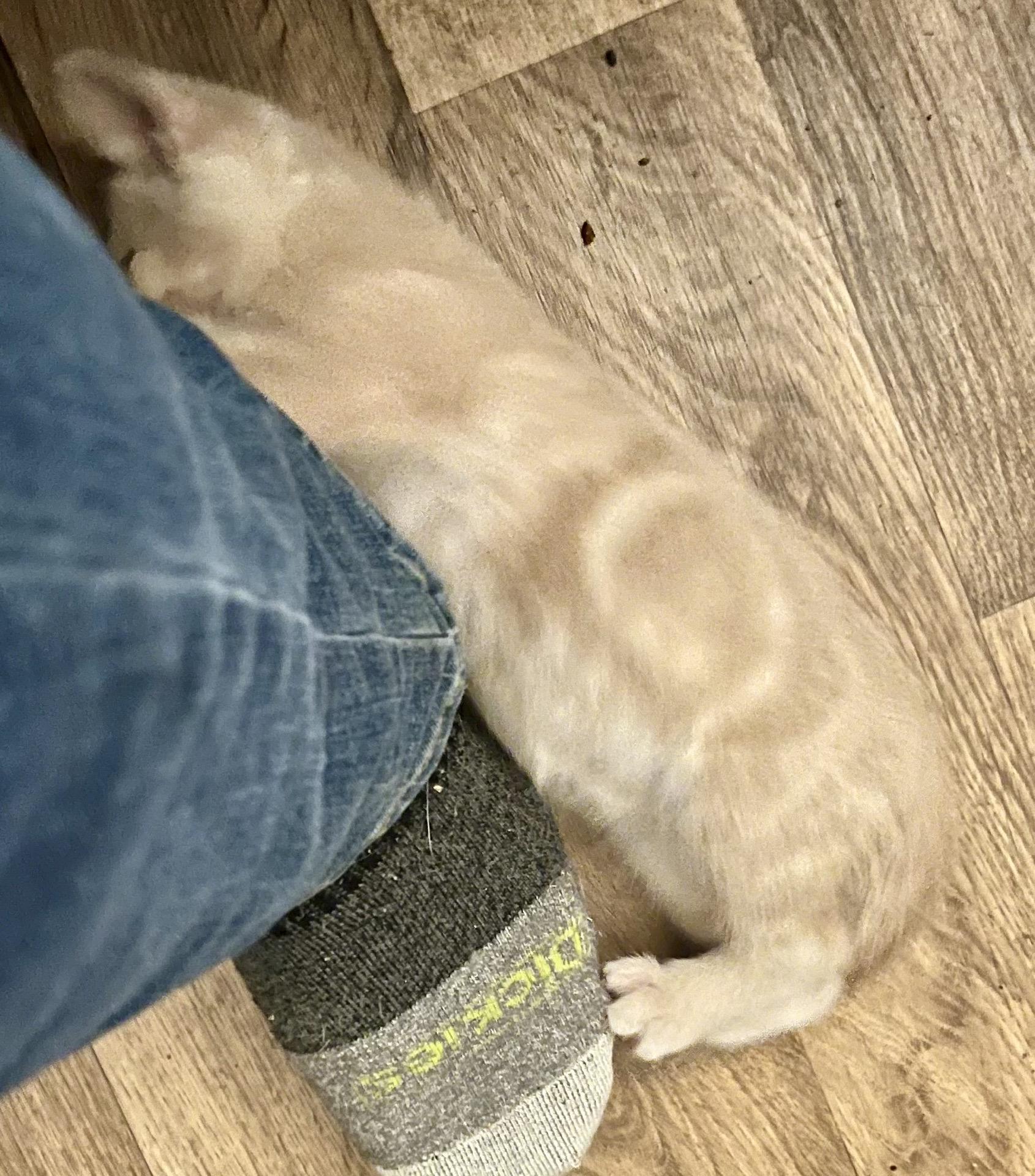 Dough, a Adoptable Domestic Medium Hair in Indianapolis, IN image 2/3