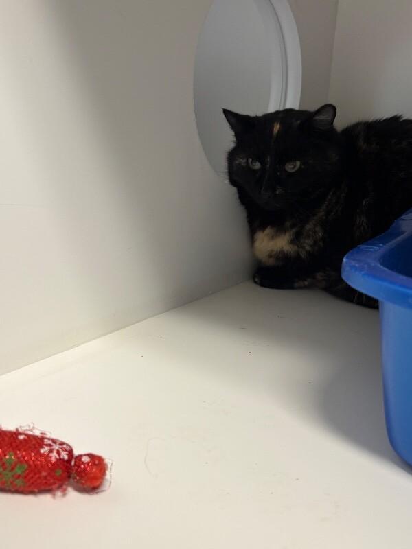 Enlarge Bubly, a Adoptable Domestic Short Hair in Fort Collins, CO image 1/1