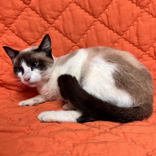 Enlarge Eclipse, a Adopted Siamese in Waterloo, IA image 3/3