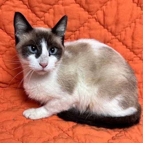 Eclipse, Adopted, Adult Female Siamese.