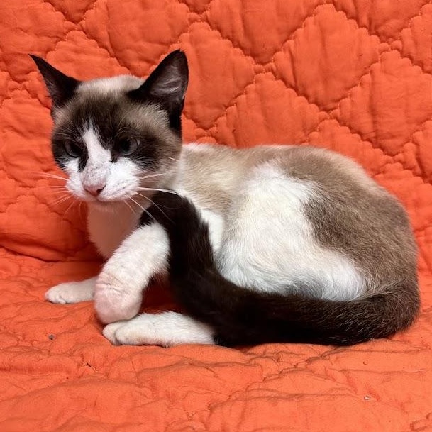 Enlarge Eclipse, a Adopted Siamese in Waterloo, IA image 2/3