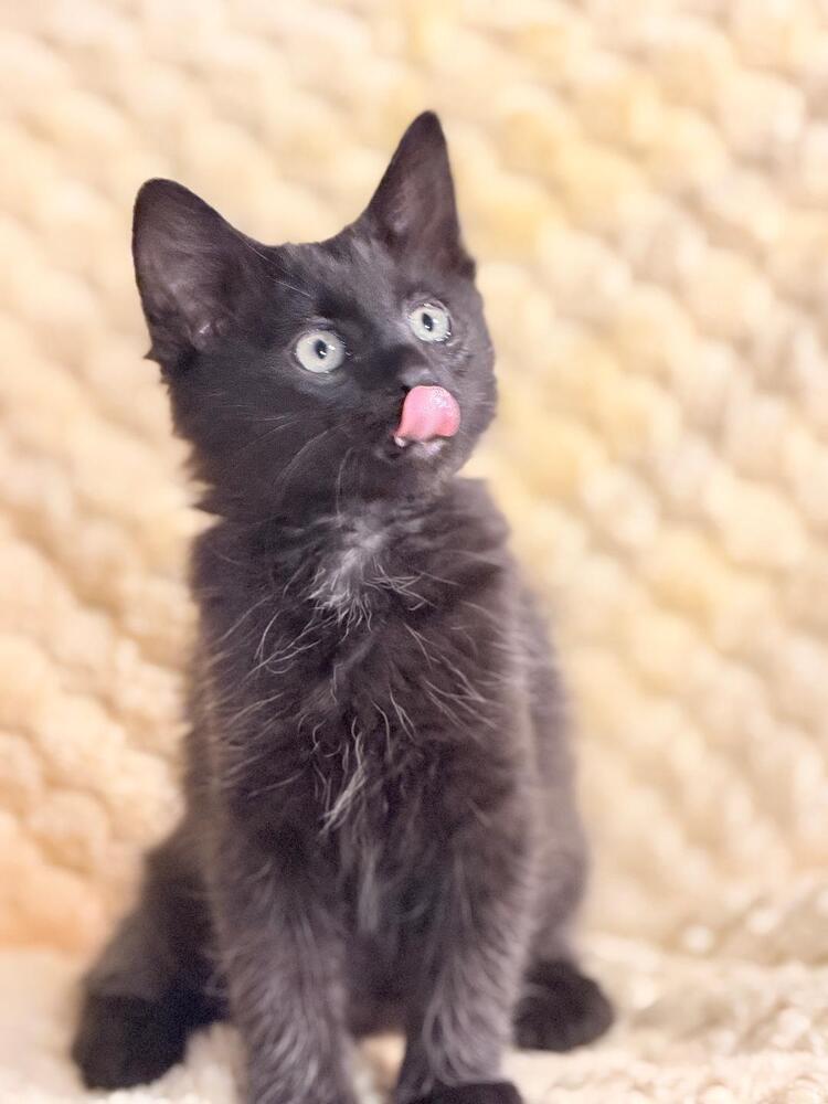 Enlarge Rozanov, a Adoptable Domestic Short Hair in Oceanside, CA image 2/5