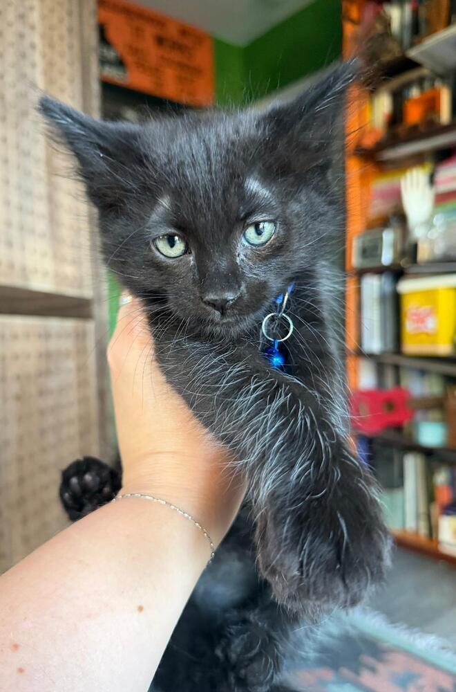 Enlarge Rozanov, a Adoptable Domestic Short Hair in Oceanside, CA image 3/5