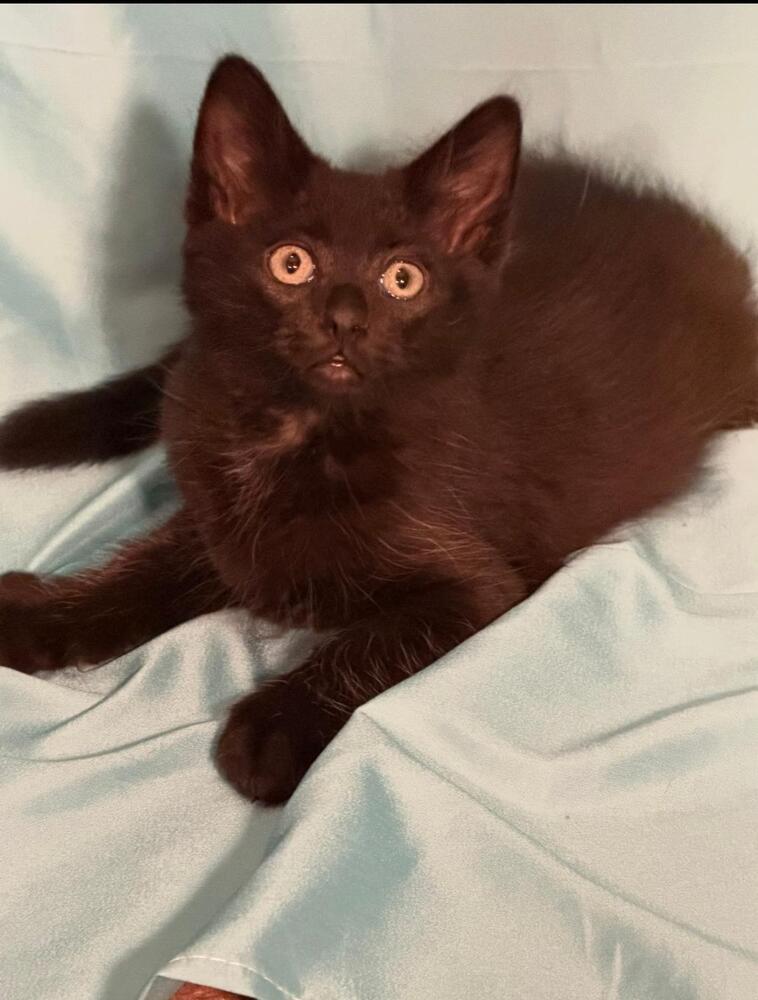 Enlarge Rozanov, a Adoptable Domestic Short Hair in Oceanside, CA image 4/5