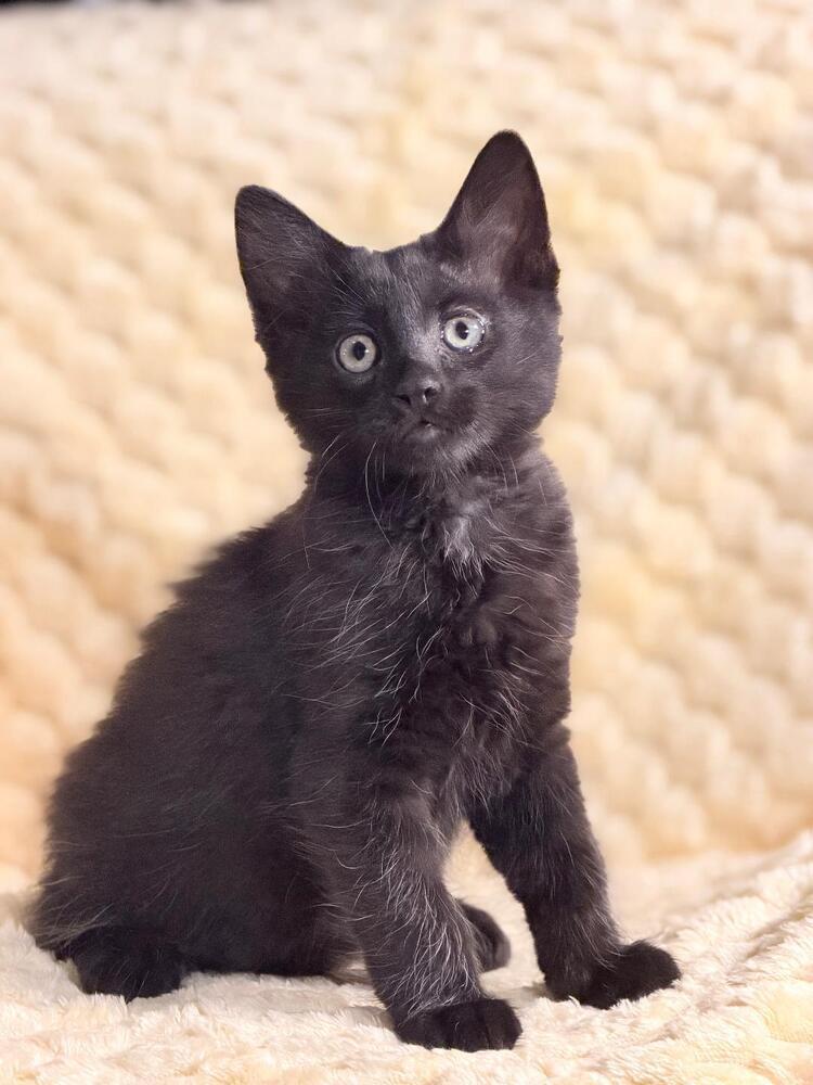 Rozanov, Adoptable, Kitten Male Domestic Short Hair.