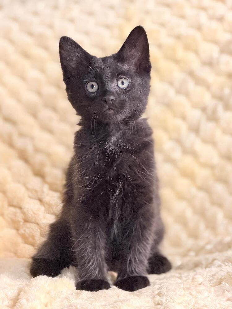 Enlarge Rozanov, a Adoptable Domestic Short Hair in Oceanside, CA image 5/5