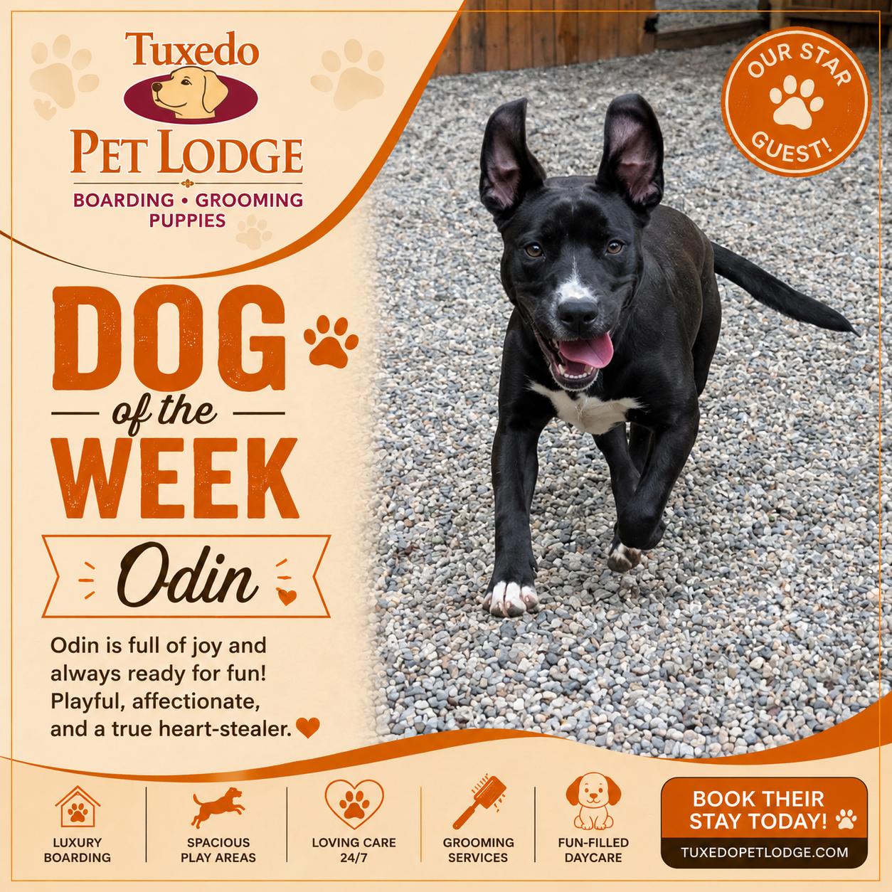 Odin, Adoptable, Young Male American Staffordshire Terrier & Black Labrador Retriever.