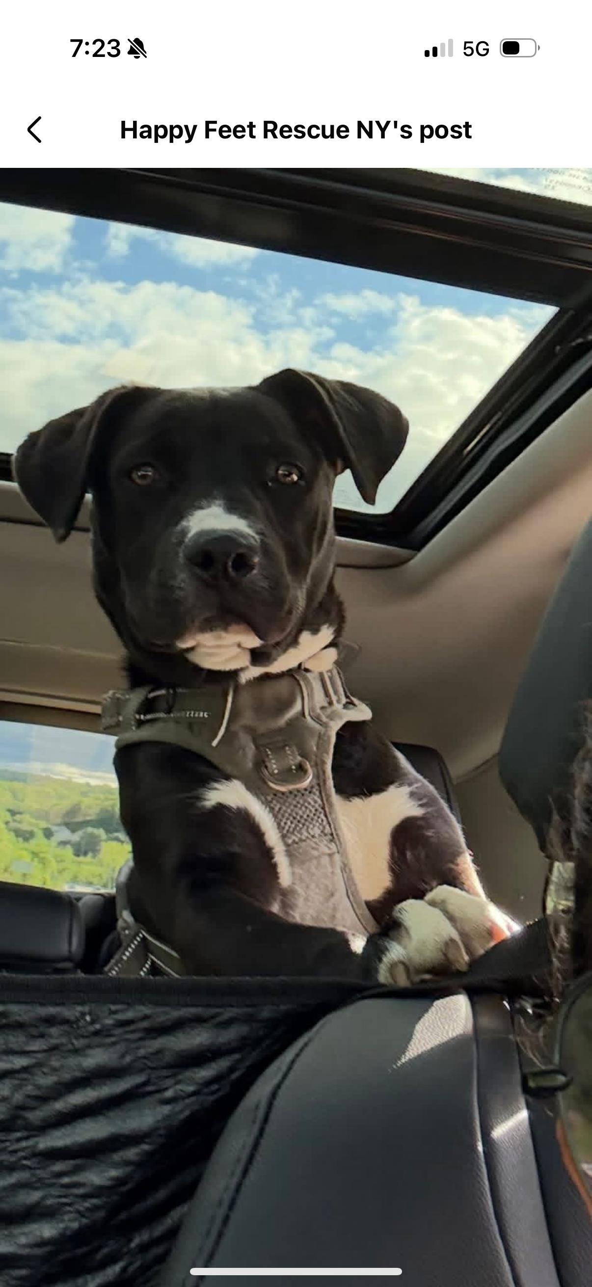 Enlarge Odin, a Adoptable mixed breed in Central Valley, NY image 2/4