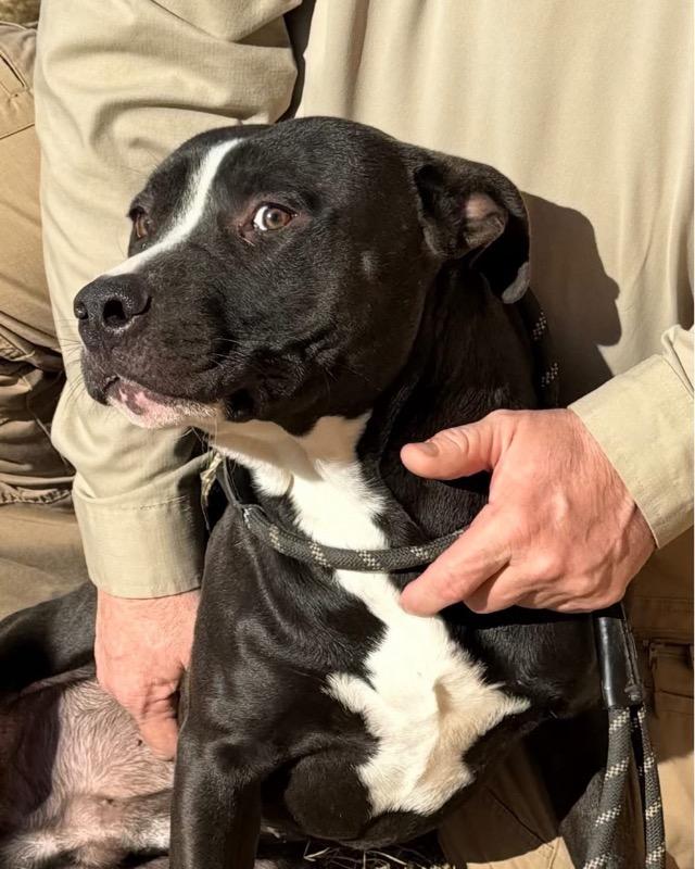 Enlarge Abel, a Adoptable mixed breed in Cedar Park, TX image 2/6