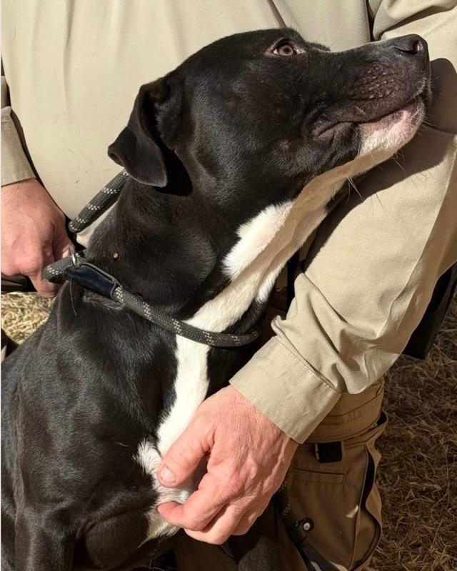 Enlarge Abel, a Adoptable mixed breed in Cedar Park, TX image 4/6