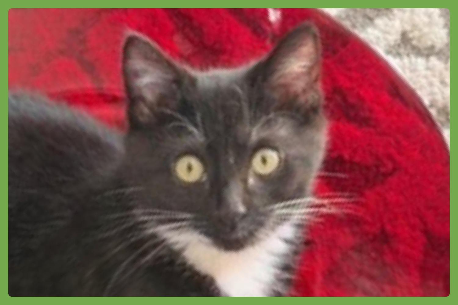 Oliver — thumbnail 2