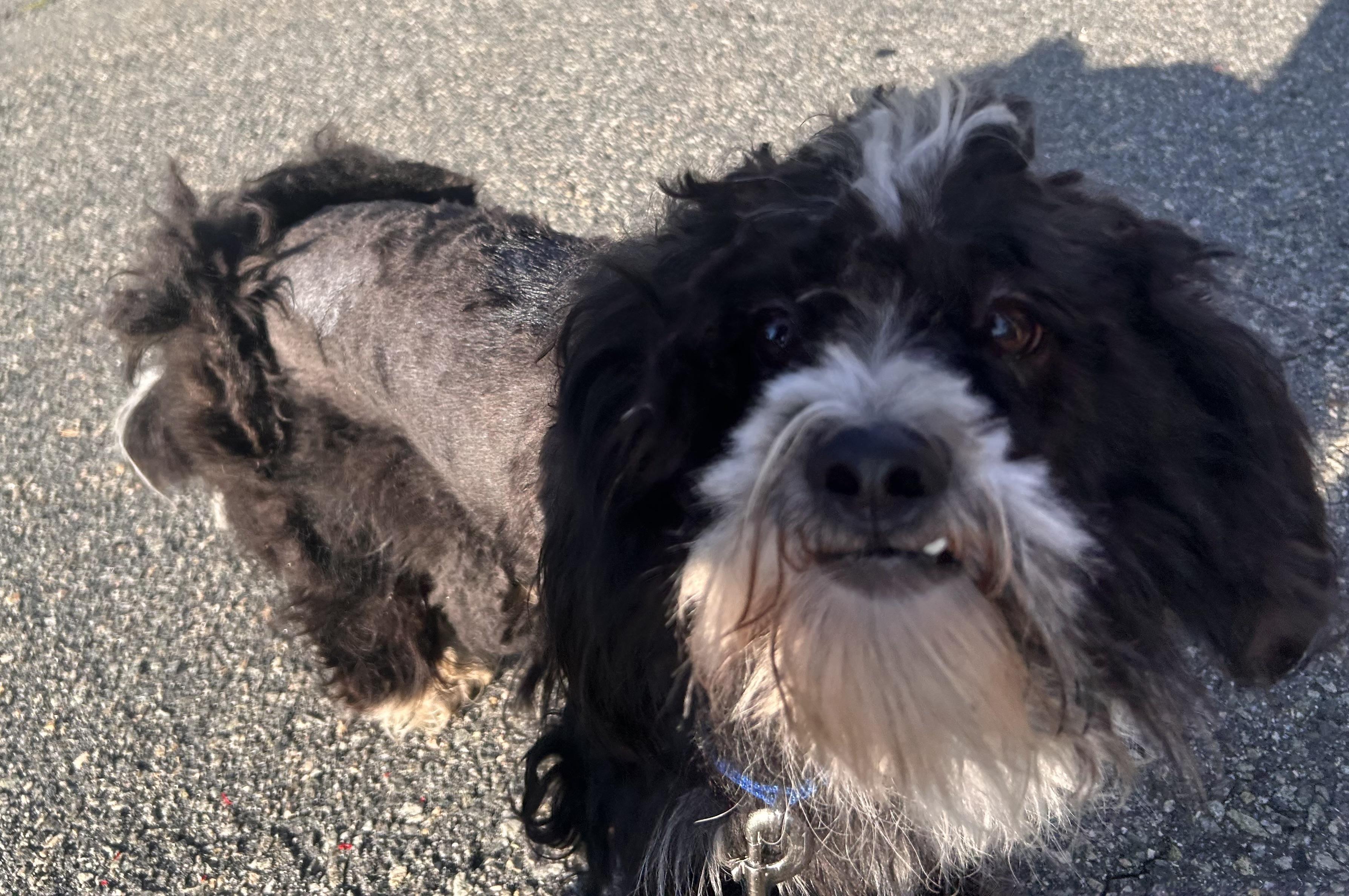 Enlarge Timothy, a Adoptable mixed breed in Oak Ridge, NJ image 1/6