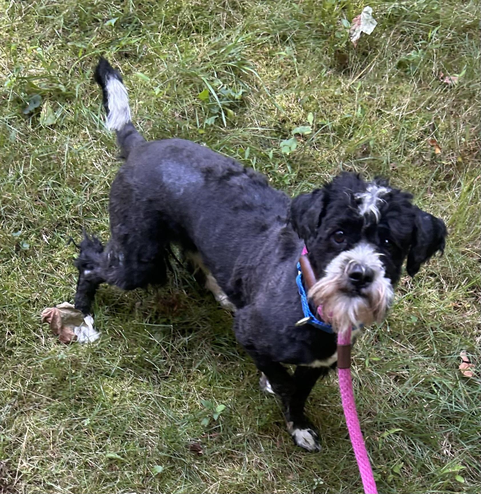 Enlarge Timothy, a Adoptable mixed breed in Oak Ridge, NJ image 2/6