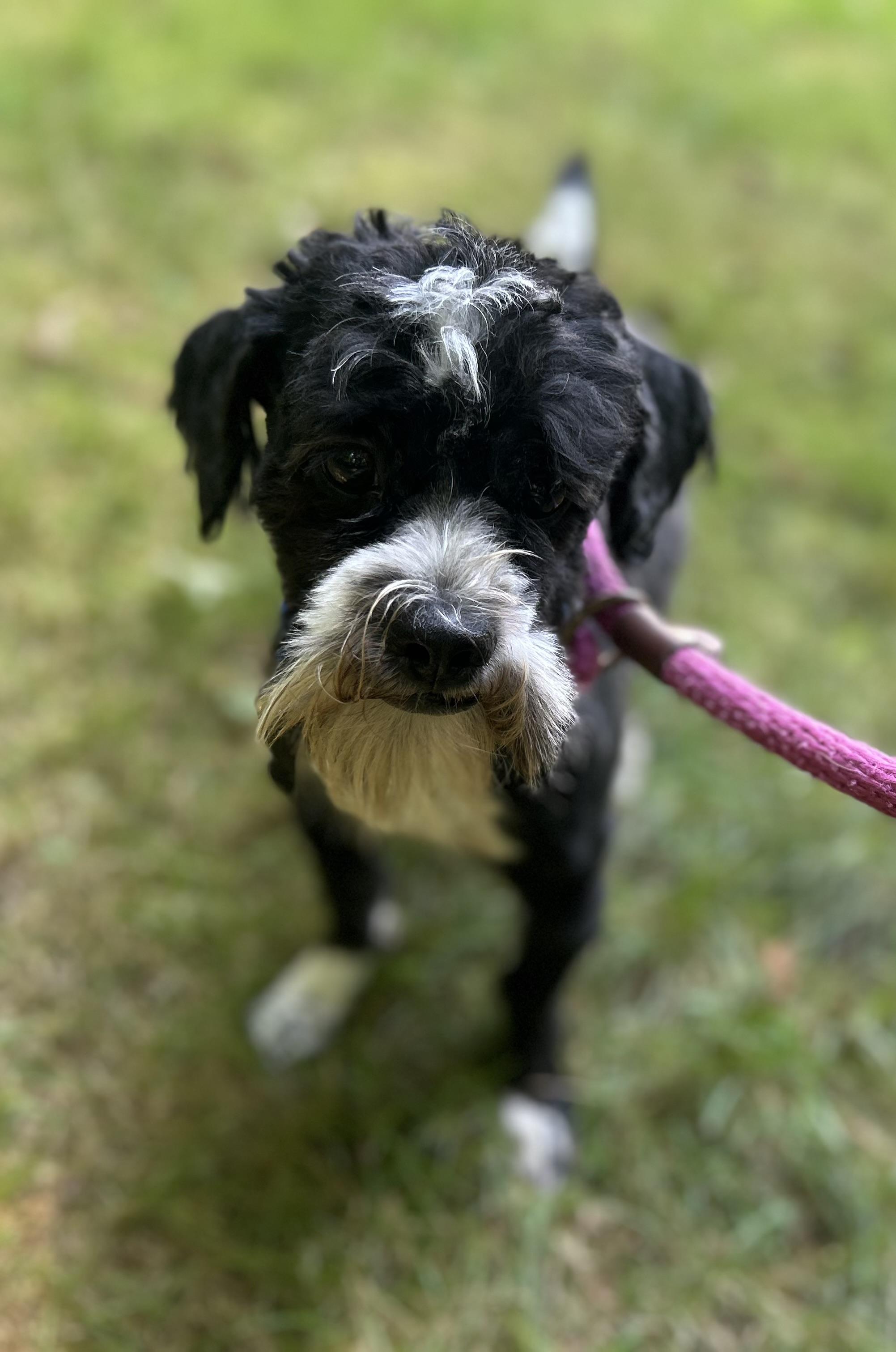 Enlarge Timothy, a Adoptable mixed breed in Oak Ridge, NJ image 3/6