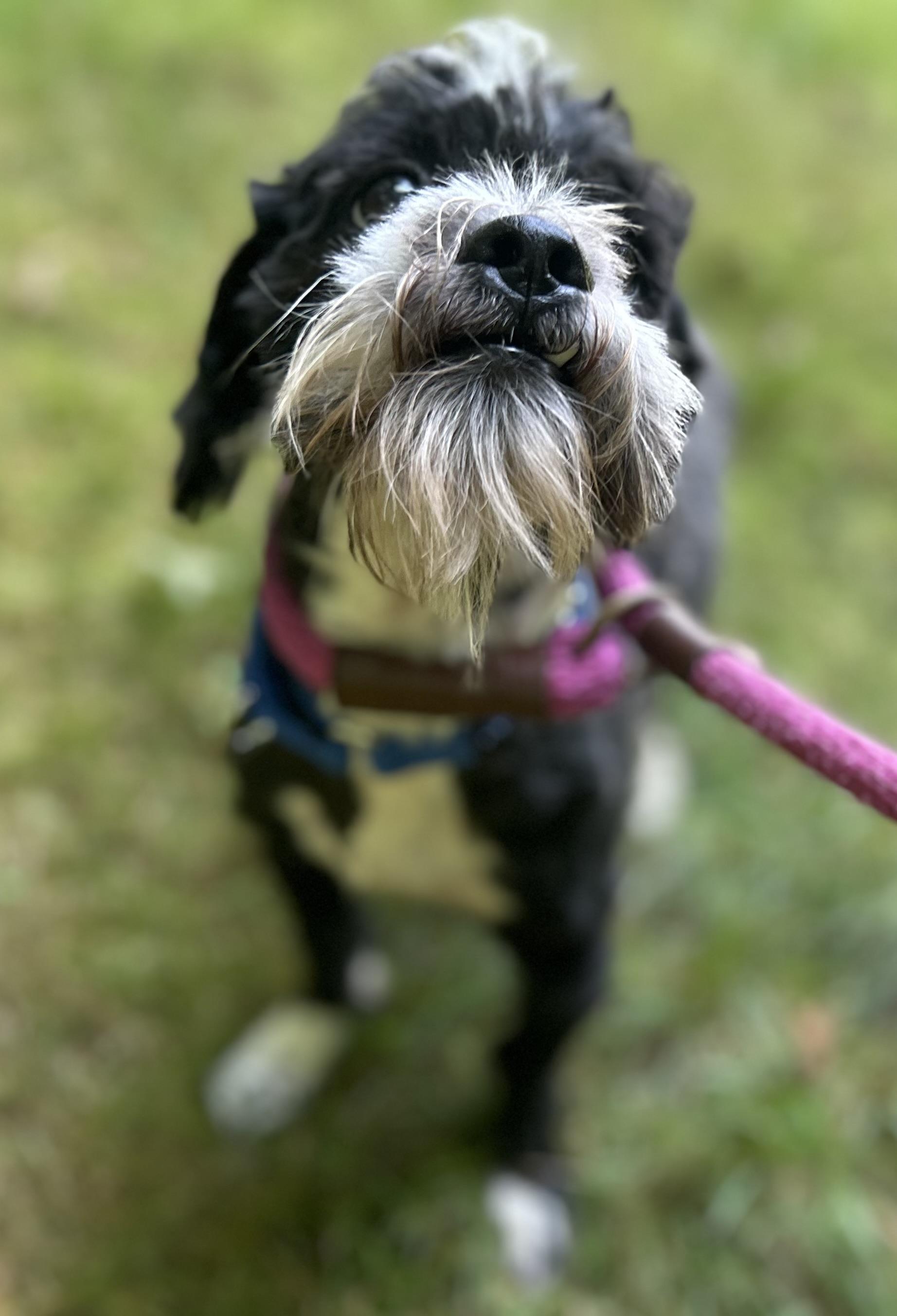 Enlarge Timothy, a Adoptable mixed breed in Oak Ridge, NJ image 4/6