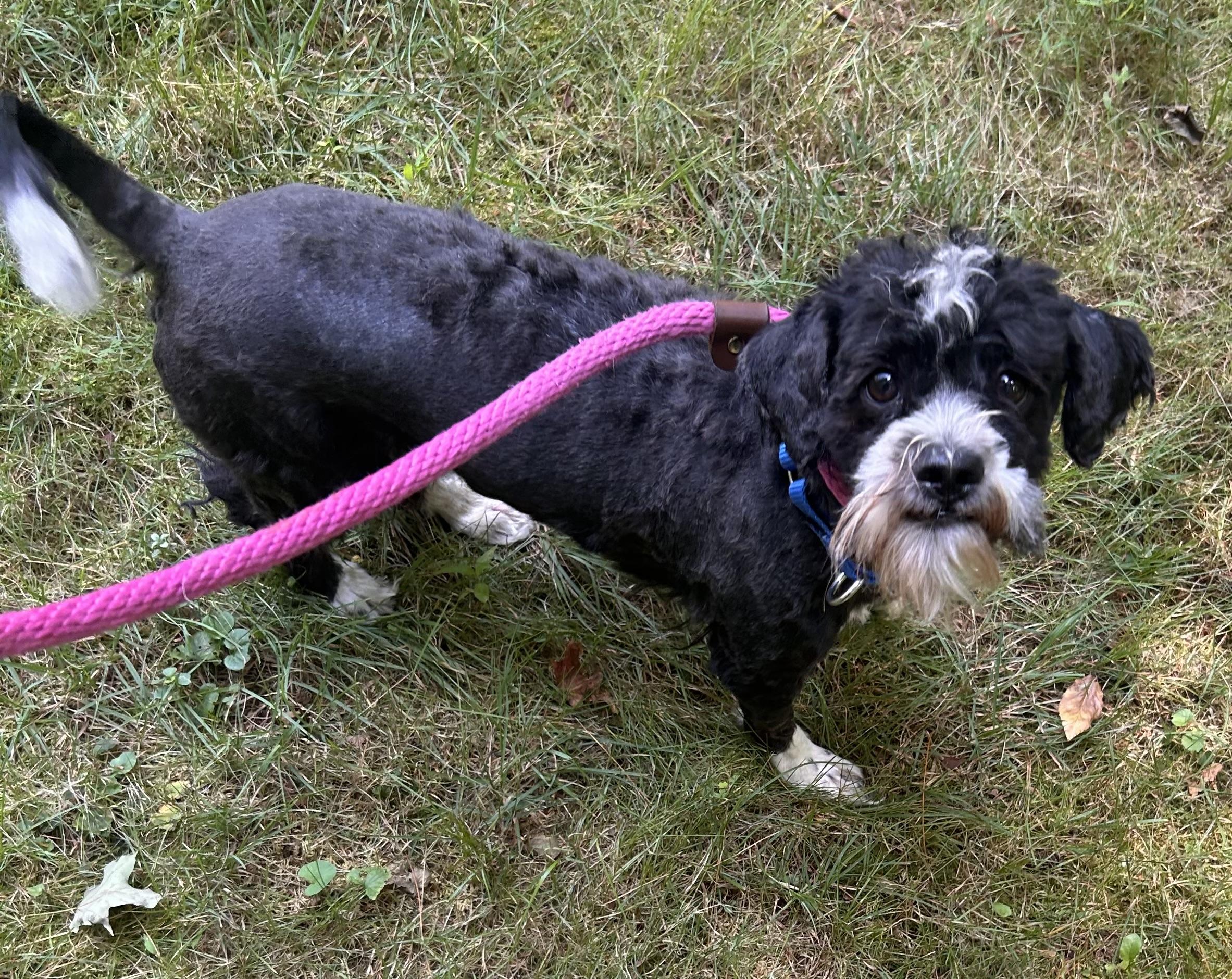 Enlarge Timothy, a Adoptable mixed breed in Oak Ridge, NJ image 5/6