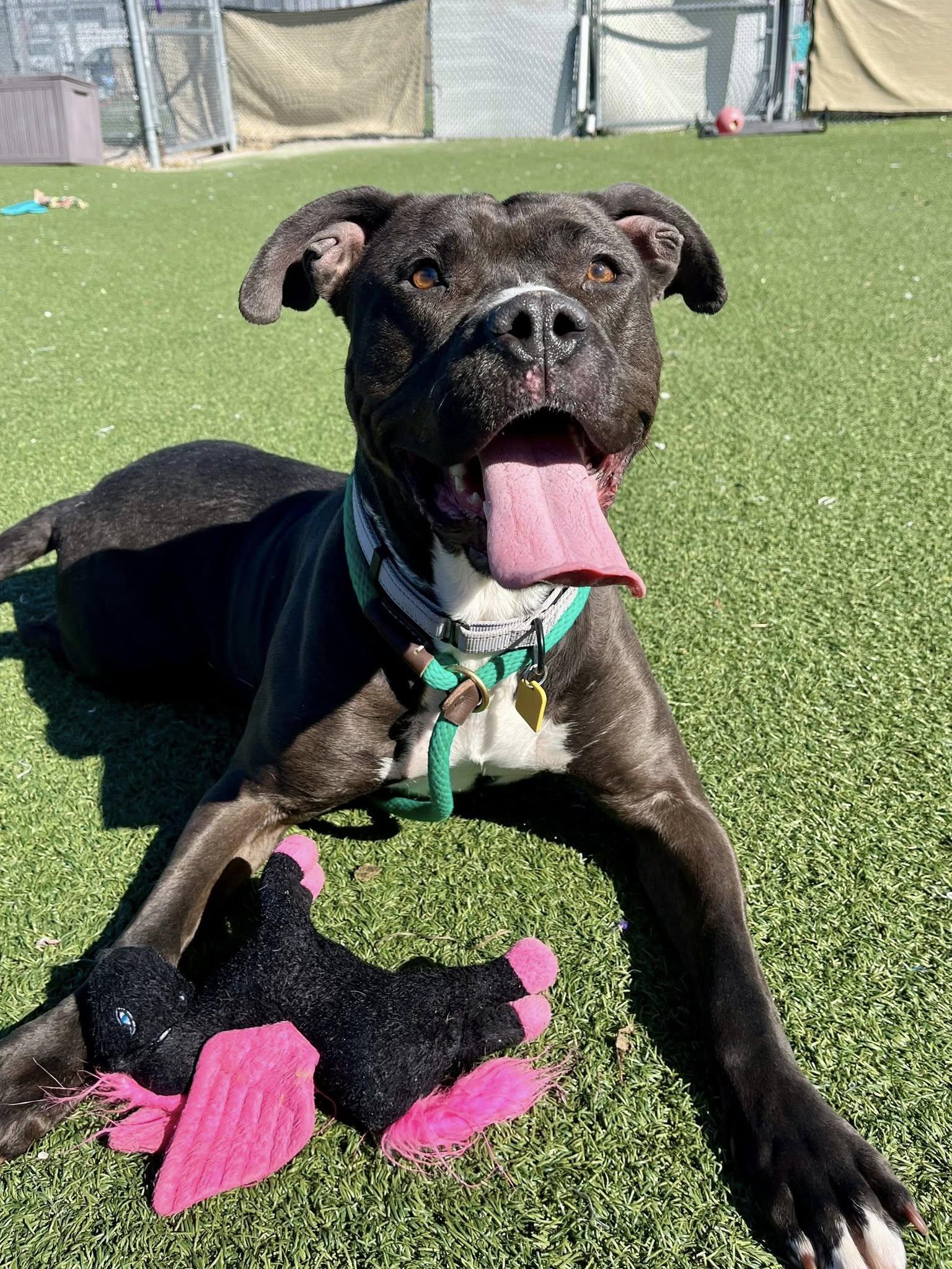 Enlarge Moxie, a ADOPTABLE mixed breed in Cleveland, OH image 2/6