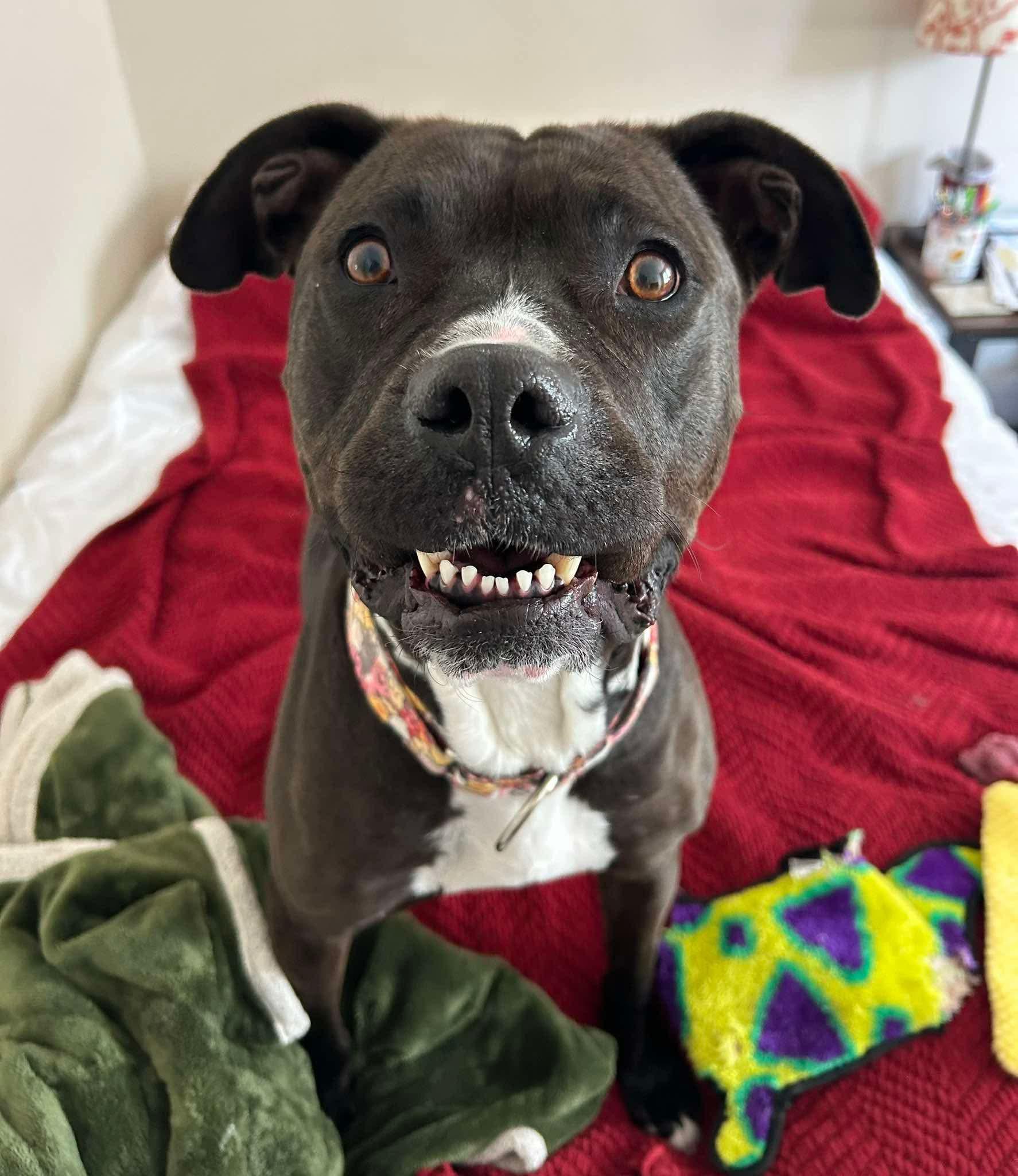 Enlarge Moxie, a ADOPTABLE mixed breed in Cleveland, OH image 6/6