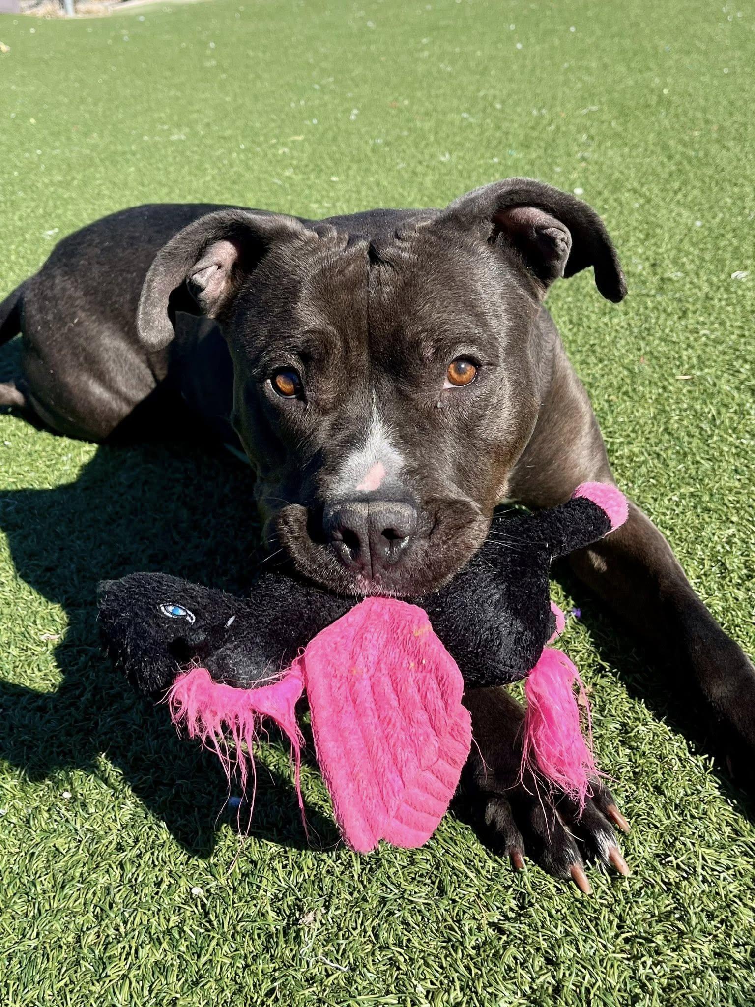 Enlarge Moxie, a ADOPTABLE mixed breed in Cleveland, OH image 4/6