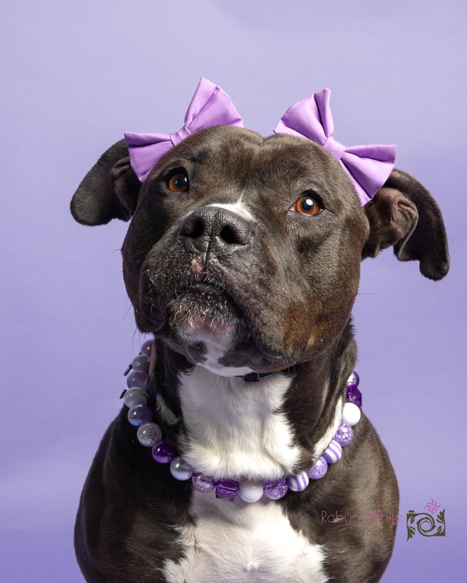 Moxie, ADOPTABLE, Young Female Pit Bull Terrier.