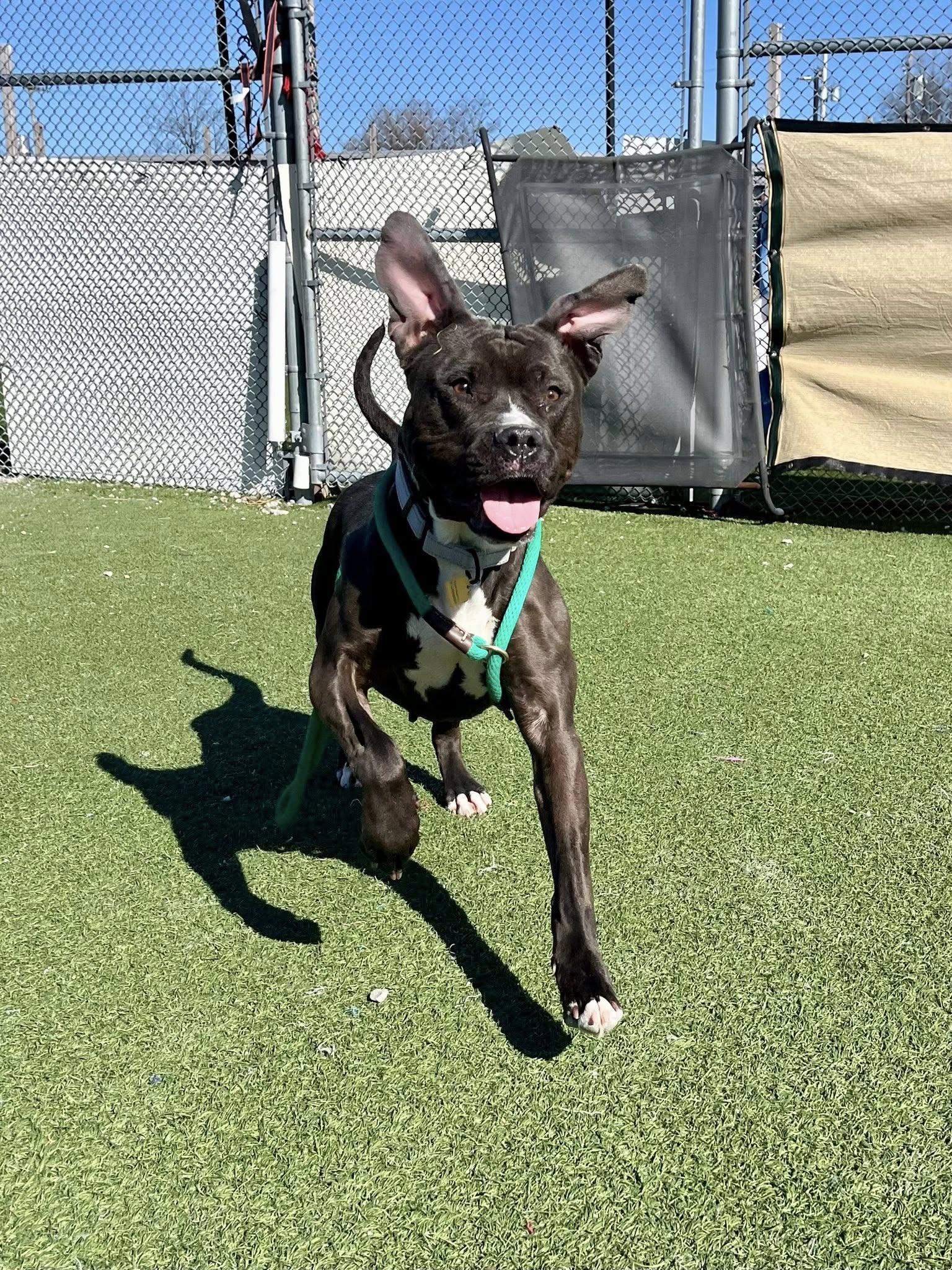 Enlarge Moxie, a ADOPTABLE mixed breed in Cleveland, OH image 5/6