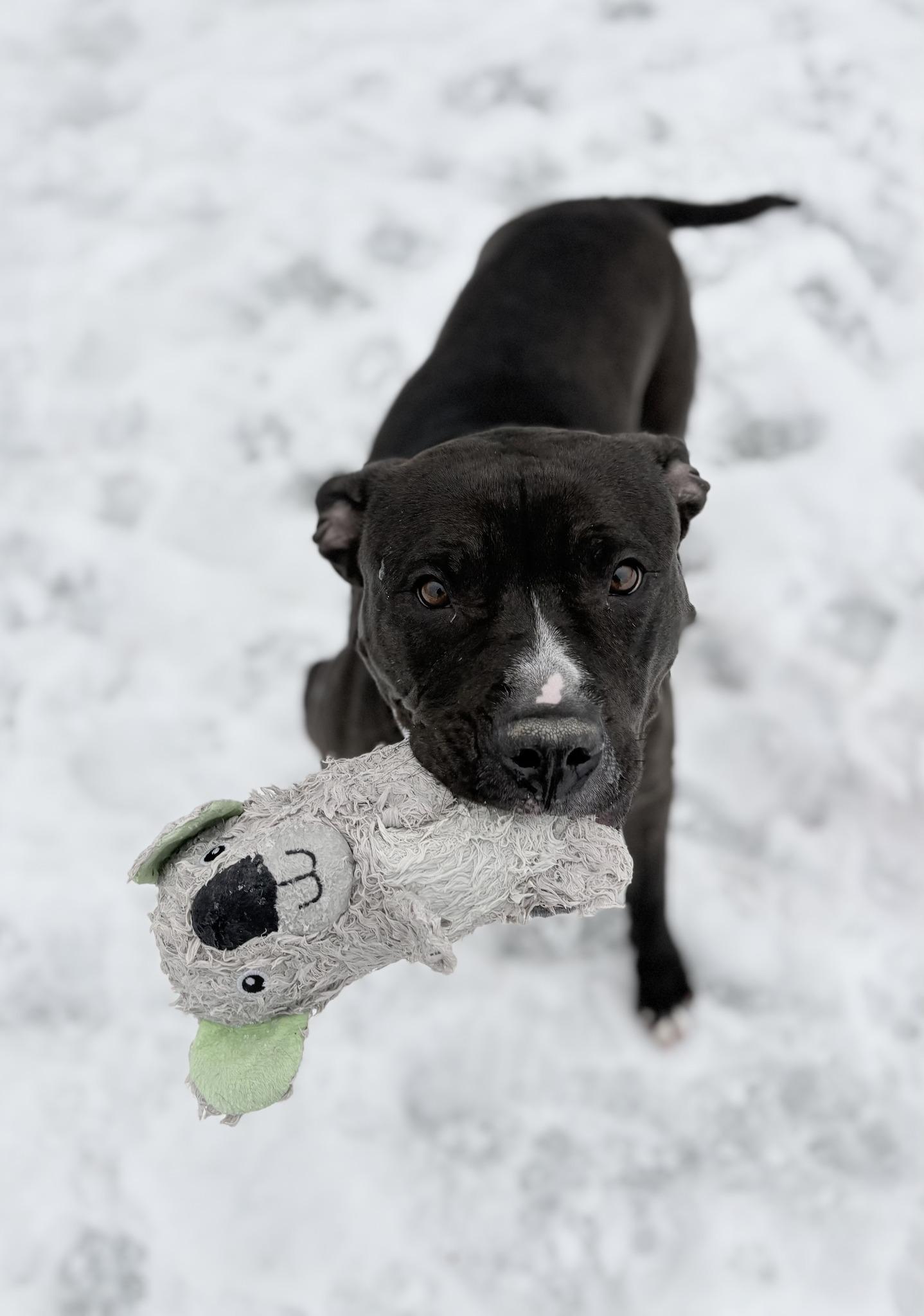 Enlarge Moxie, a ADOPTABLE mixed breed in Cleveland, OH image 3/6