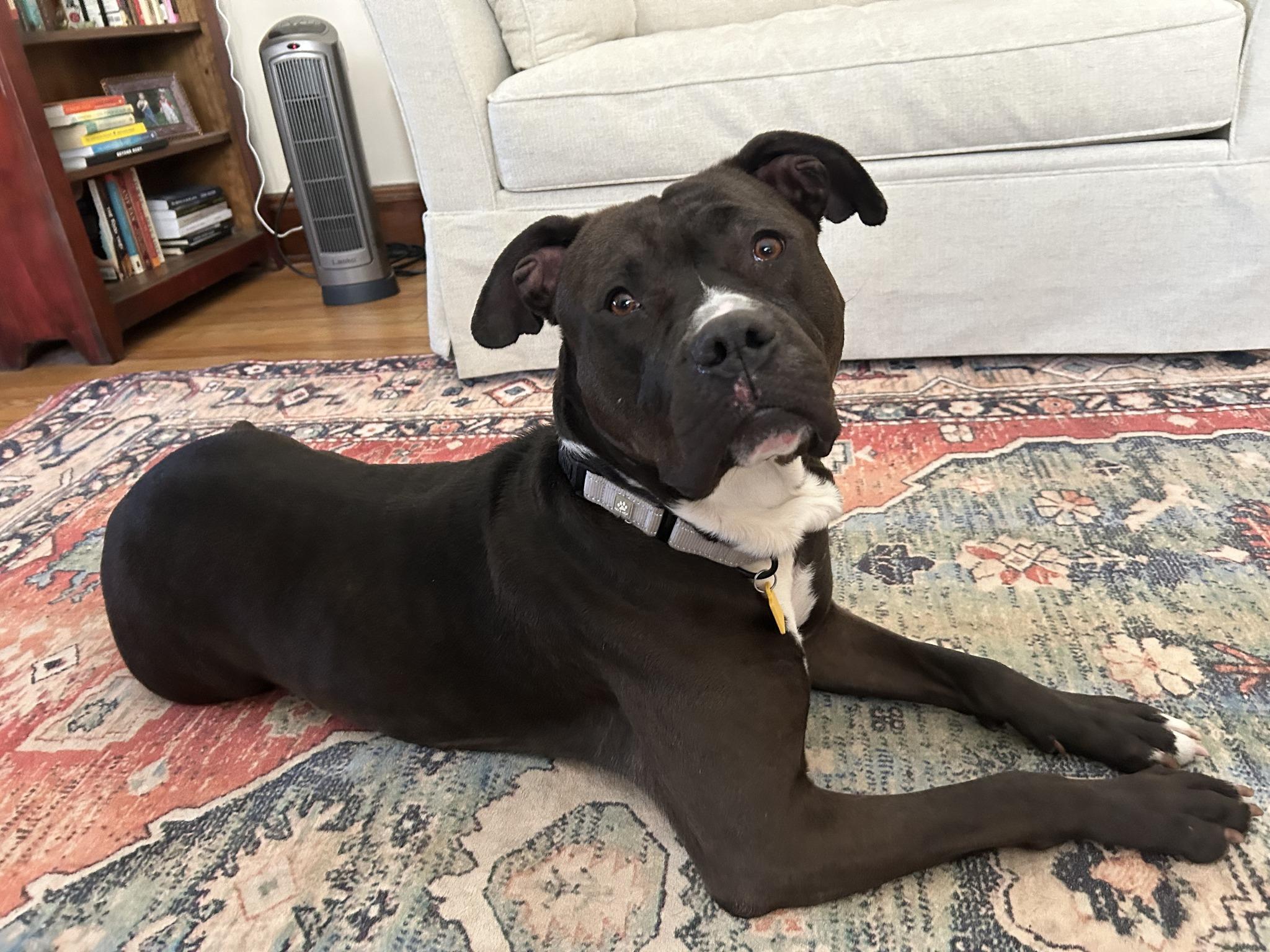 Enlarge Moxie, a ADOPTABLE mixed breed in Cleveland, OH image 6/6