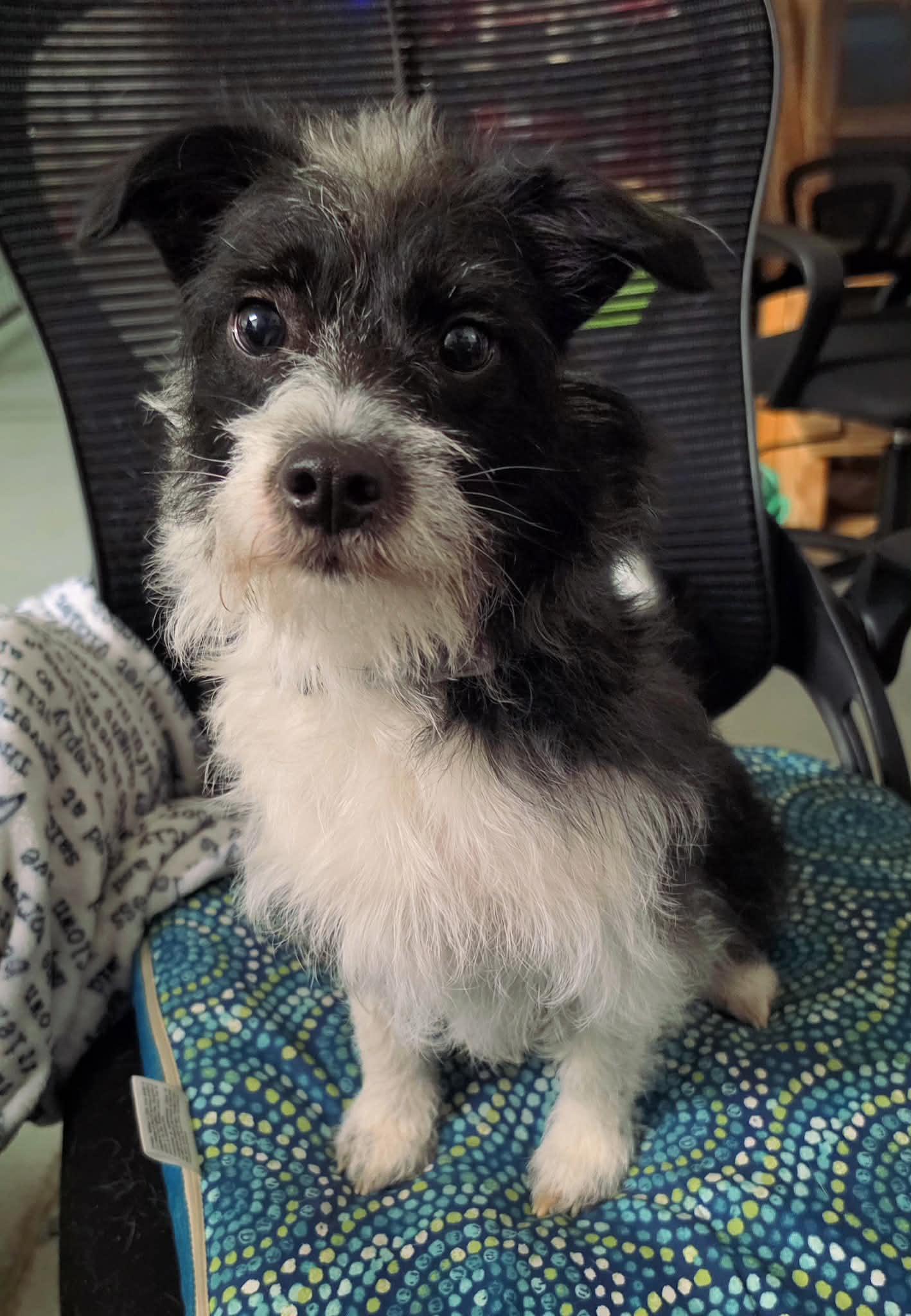 Luna, Adoptable, Adult Female Yorkshire Terrier & Jack Russell Terrier.