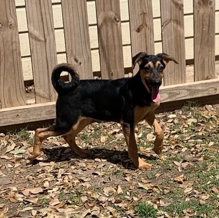 Enlarge Jill, a Adoptable mixed breed in Portland, OR image 1/5