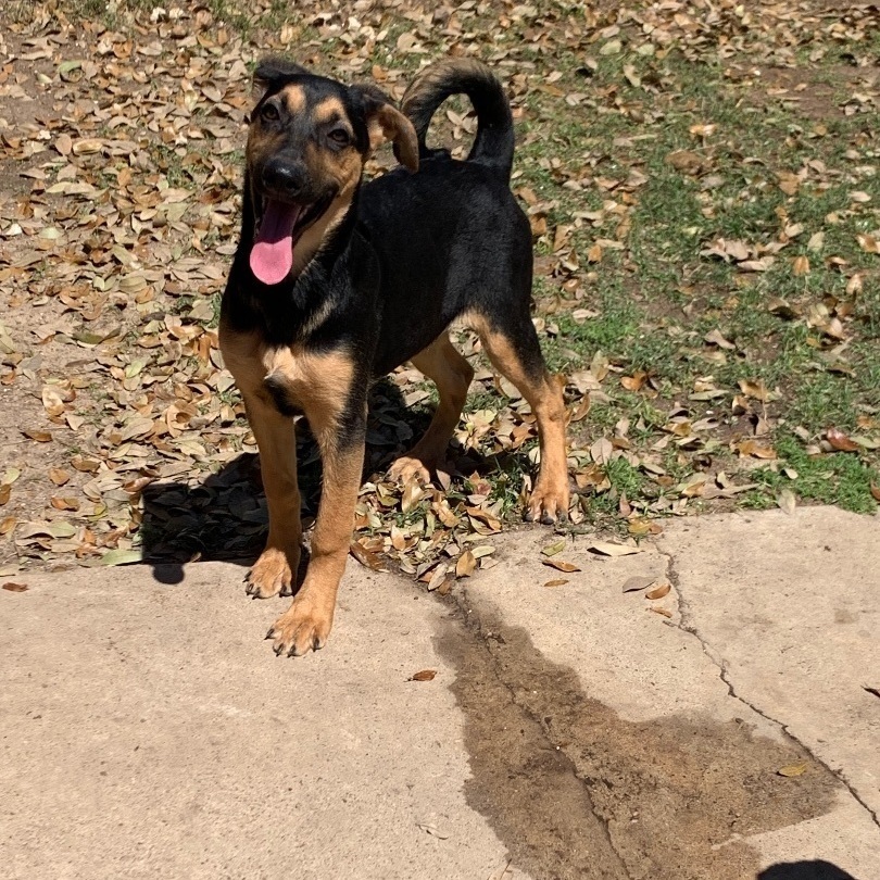 Enlarge Jill, a Adoptable mixed breed in Portland, OR image 2/5