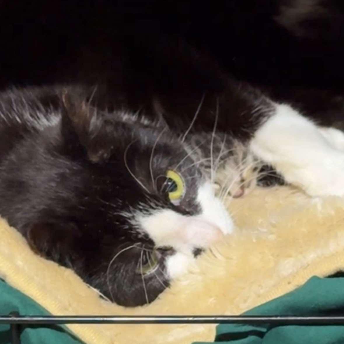 Early Bird, an adoptable Domestic Short Hair in Fair Haven, VT image 1/4