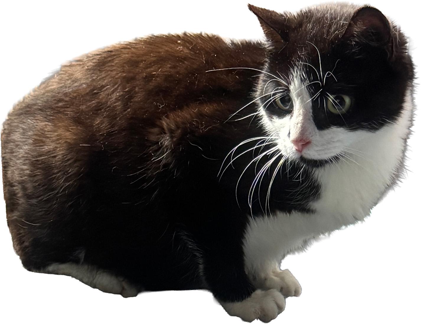 Early Bird, an adoptable Domestic Short Hair in Fair Haven, VT image 2/4