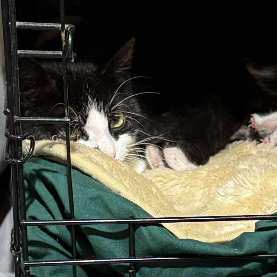 Early Bird, an adoptable Domestic Short Hair in Fair Haven, VT image 3/4