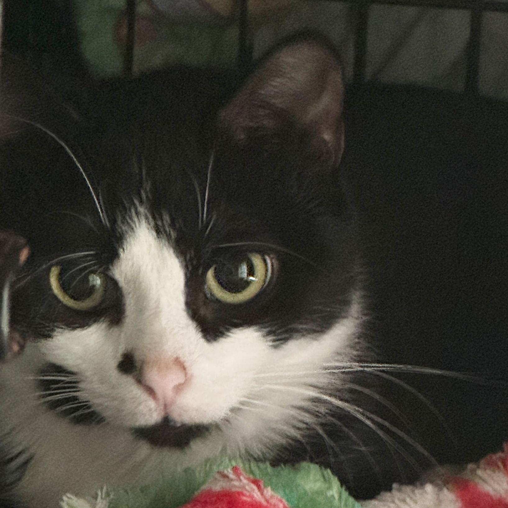 Early Bird, an adoptable Domestic Short Hair in Fair Haven, VT image 4/4