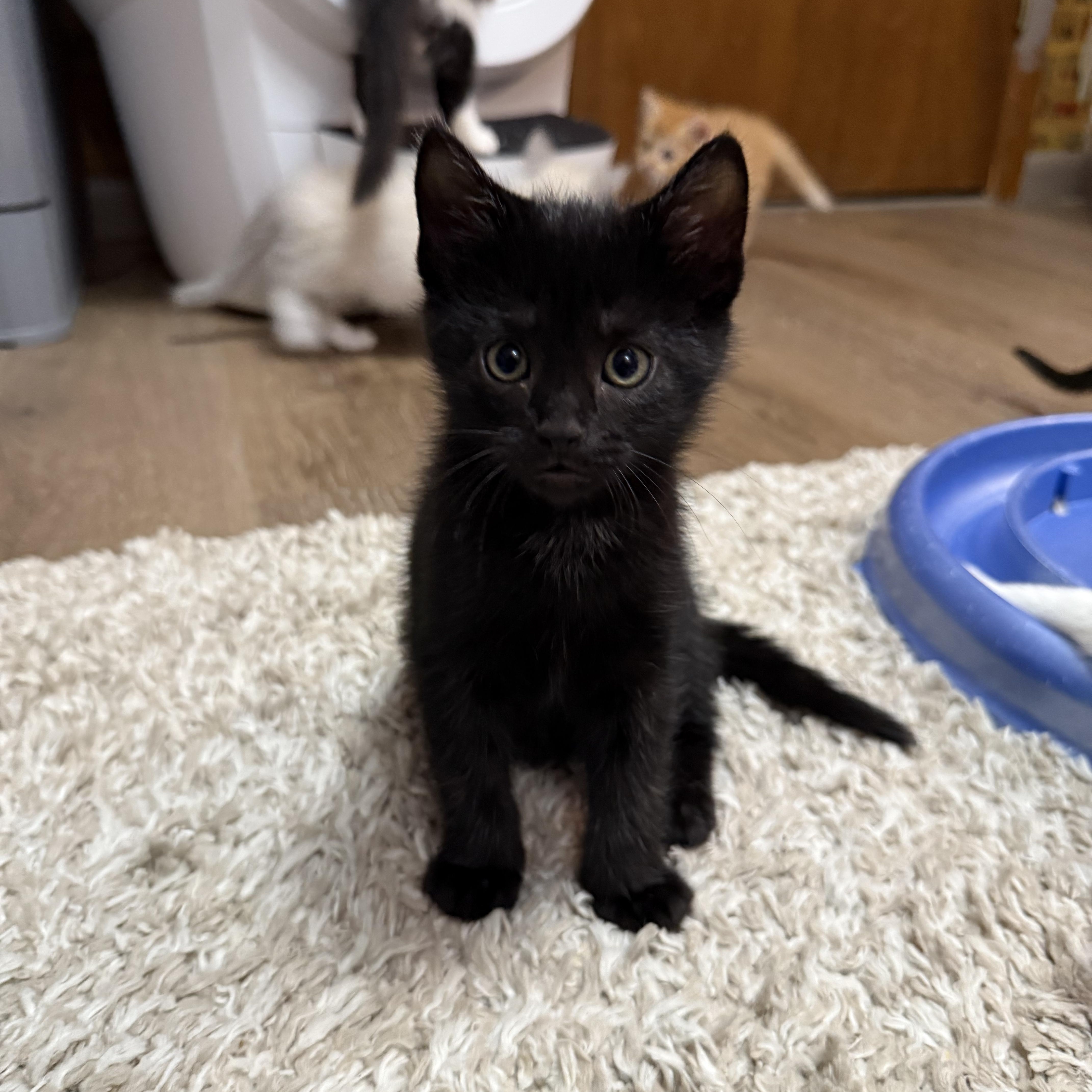 Black Coffee, a Adoptable mixed breed in Ellington, MO image 1/2
