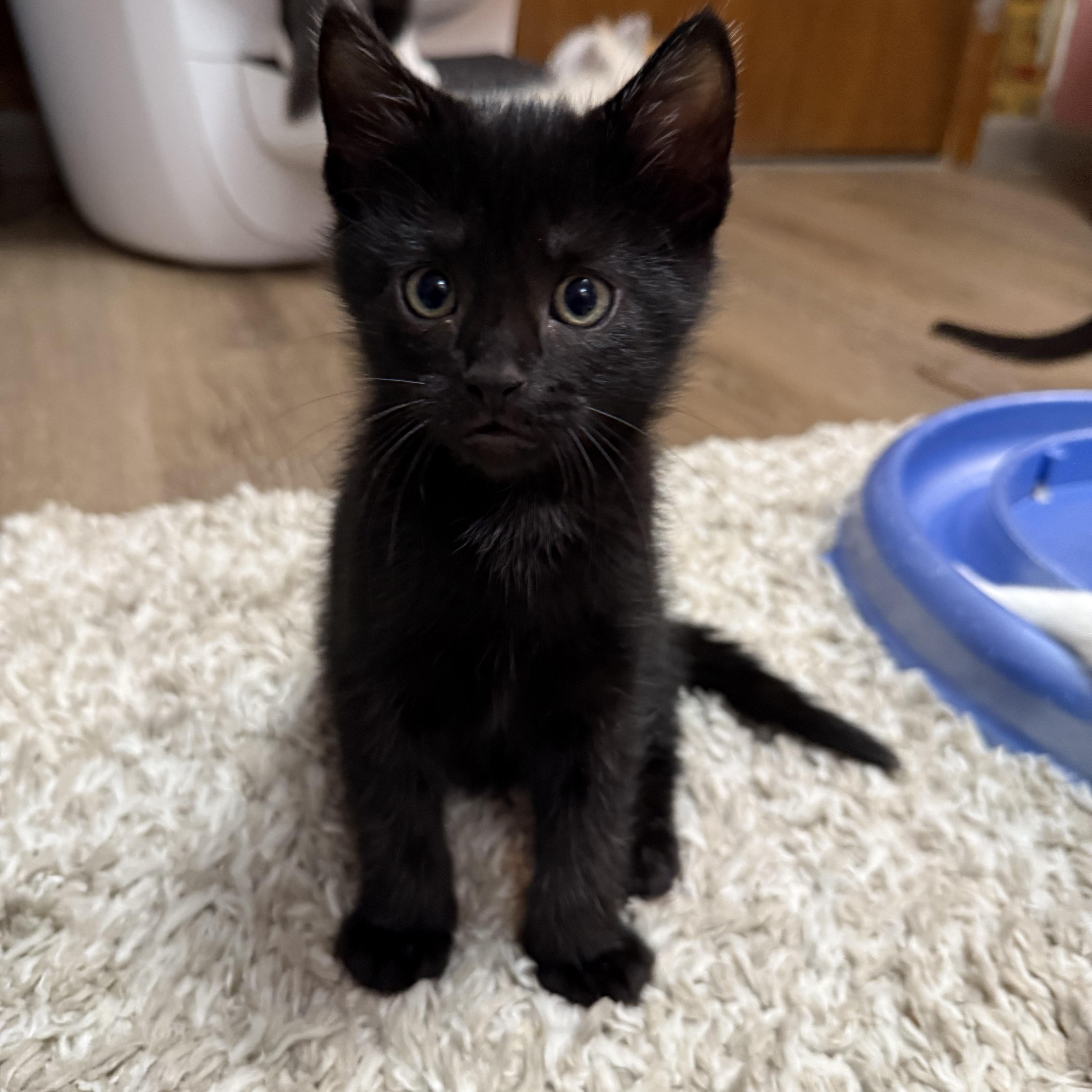 Black Coffee, a Adoptable mixed breed in Ellington, MO image 2/2