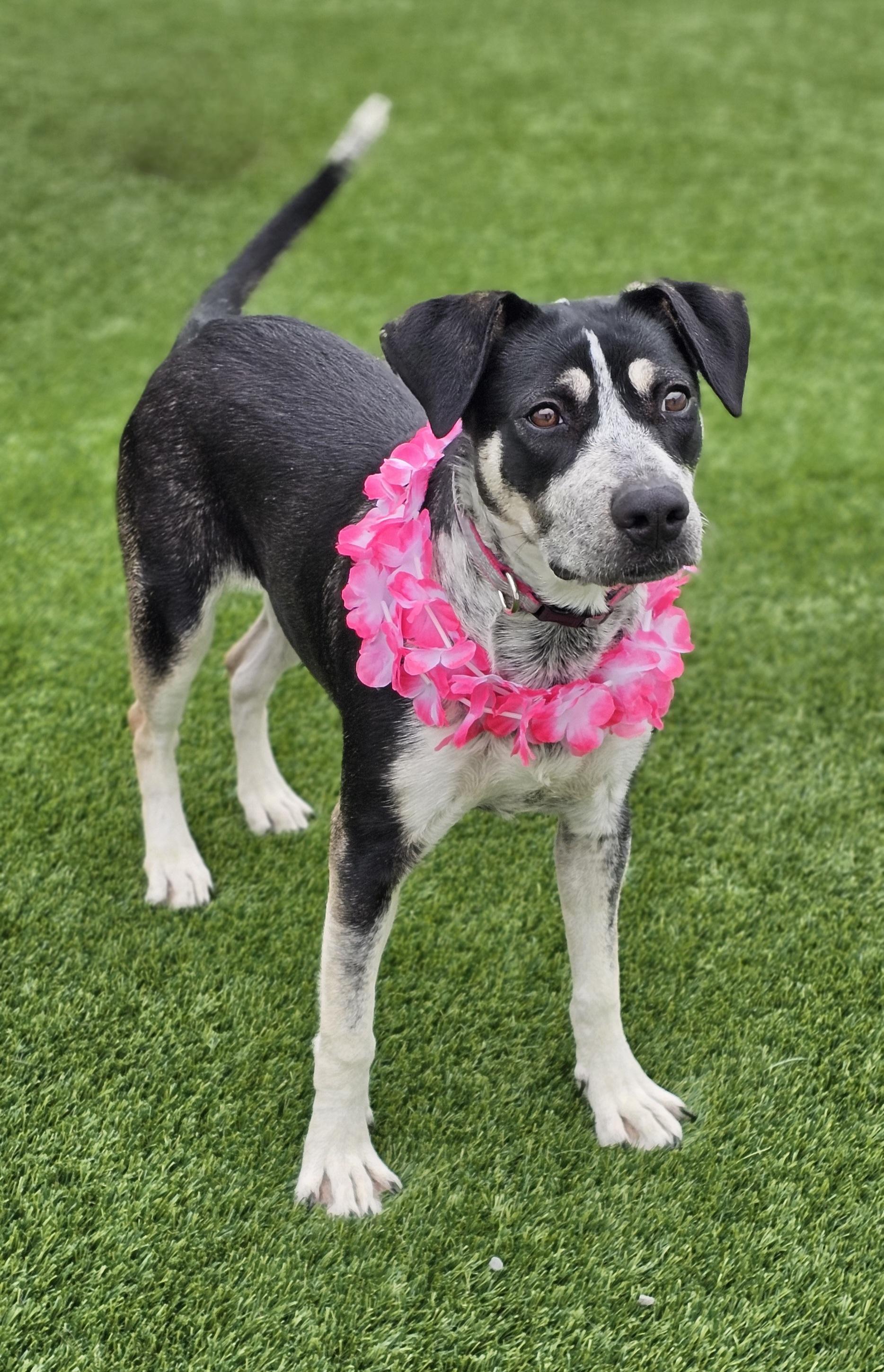 Enlarge Cali, a other mixed breed in Eagle, ID image 1/4