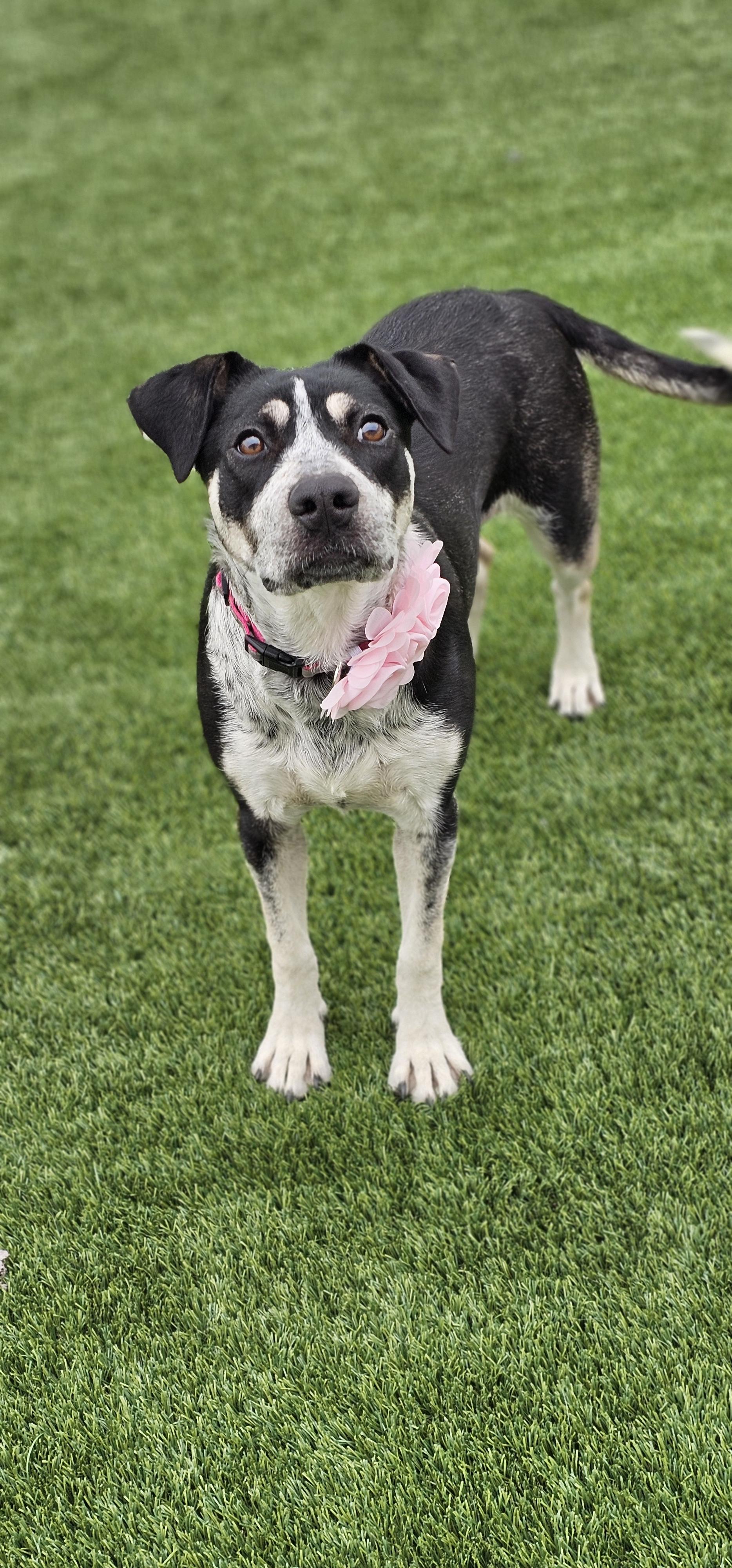 Enlarge Cali, a other mixed breed in Eagle, ID image 2/4