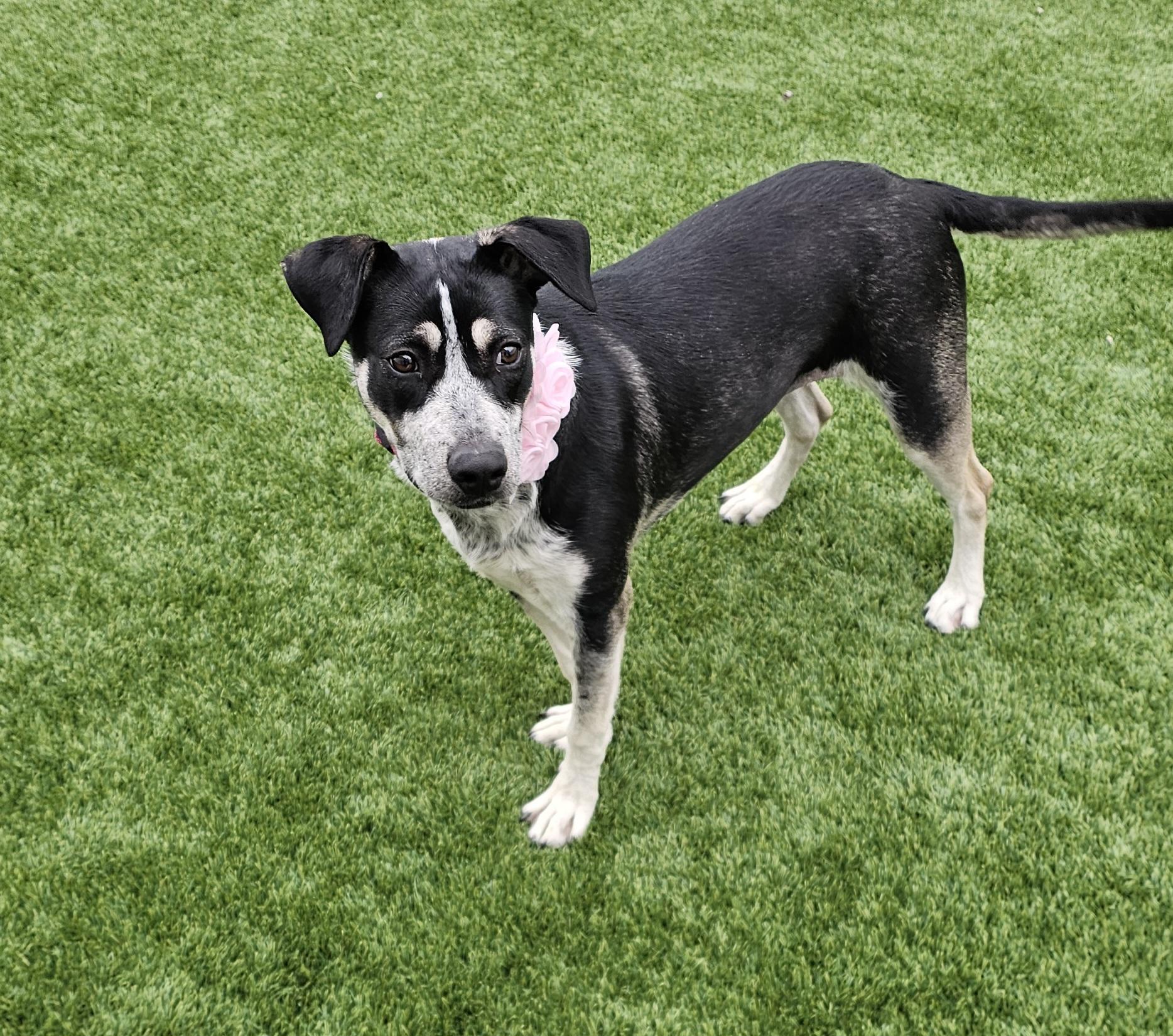 Enlarge Cali, a other mixed breed in Eagle, ID image 3/4