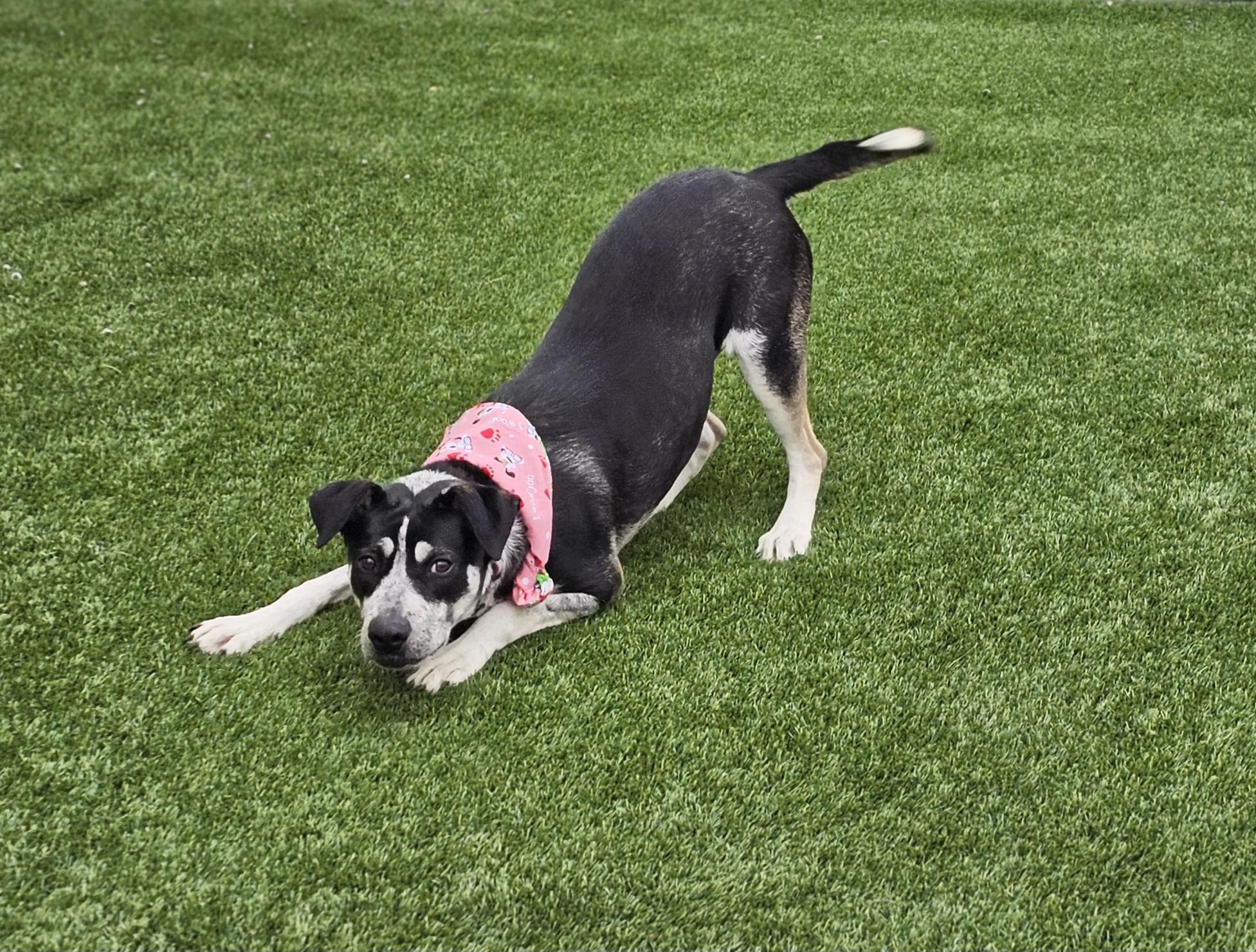 Enlarge Cali, a other mixed breed in Eagle, ID image 4/4