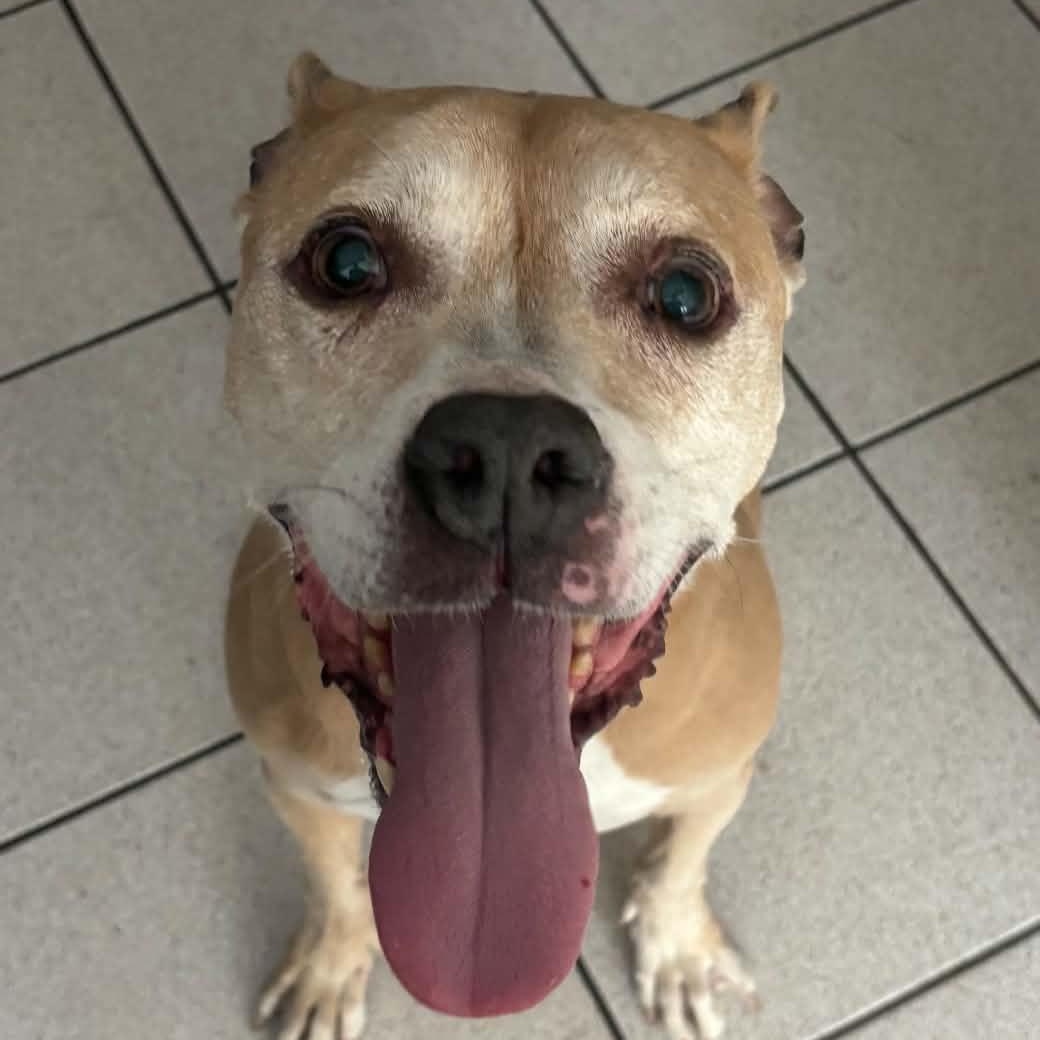 Stella, Adoptable, Senior Female Pit Bull Terrier.