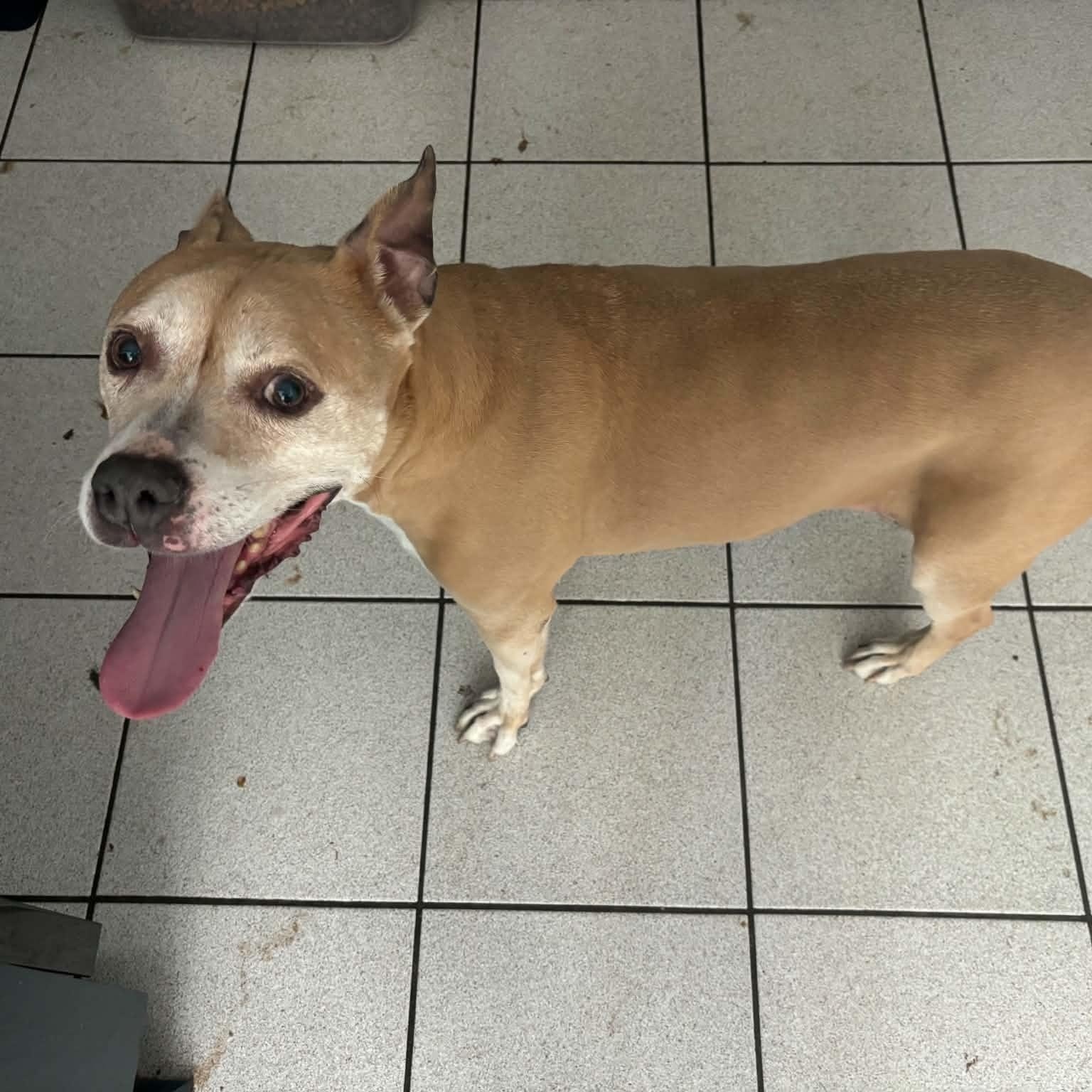 Enlarge Stella, a Adoptable Pit Bull Terrier in Peotone, IL image 5/5