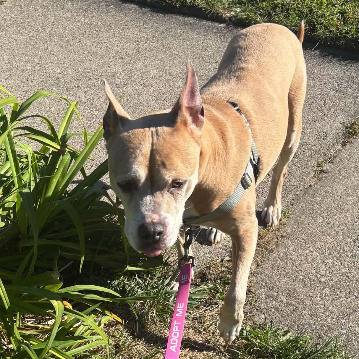 Enlarge Stella, a Adoptable Pit Bull Terrier in Peotone, IL image 3/5
