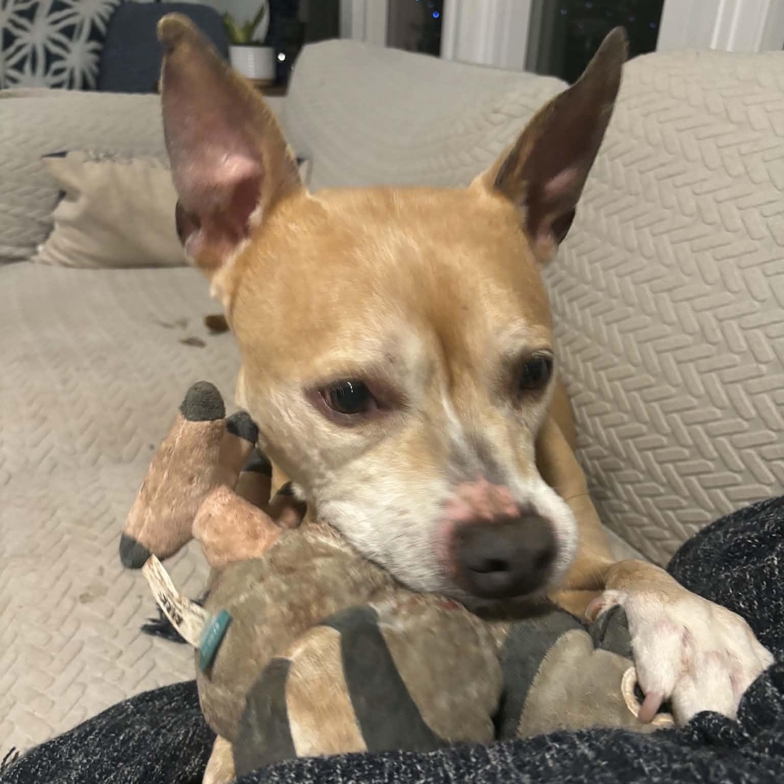 Enlarge Stella, a Adoptable Pit Bull Terrier in Peotone, IL image 2/5