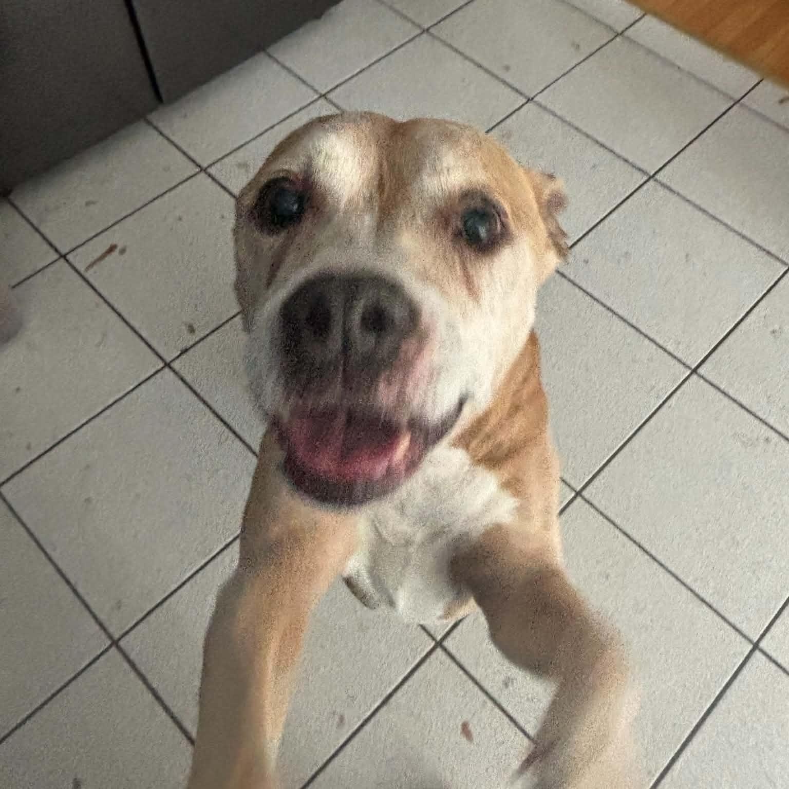Enlarge Stella, a Adoptable Pit Bull Terrier in Peotone, IL image 4/5