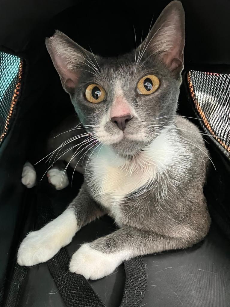 Ophelia — thumbnail 5