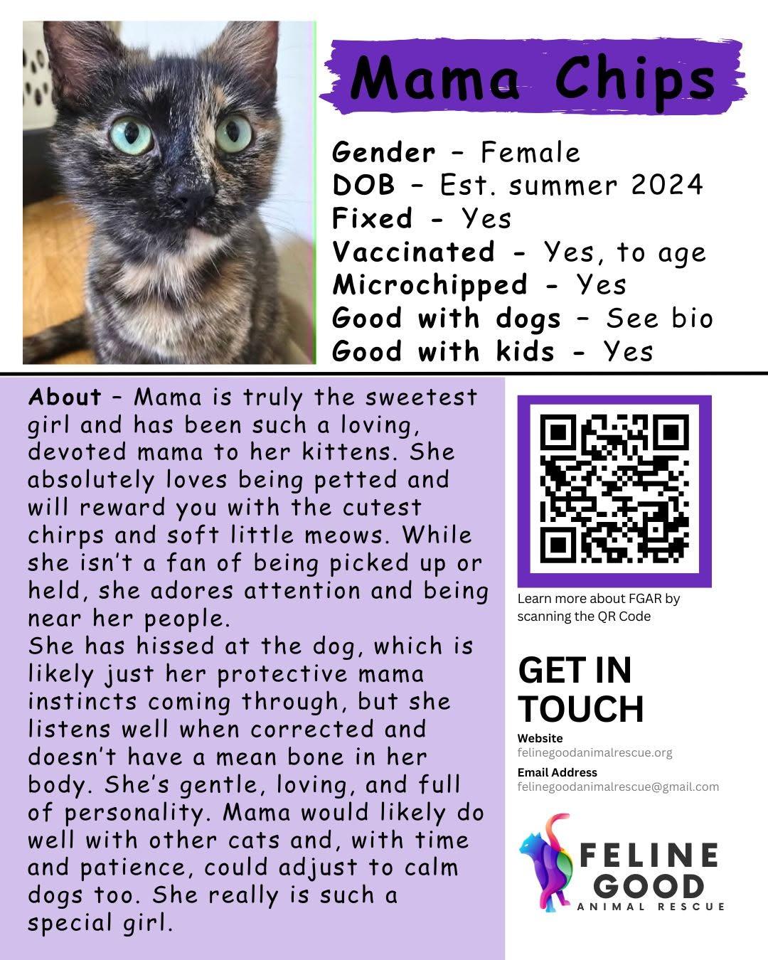 Enlarge Mama Chips, a ADOPTABLE Tortoiseshell in Eugene, OR image 1/1