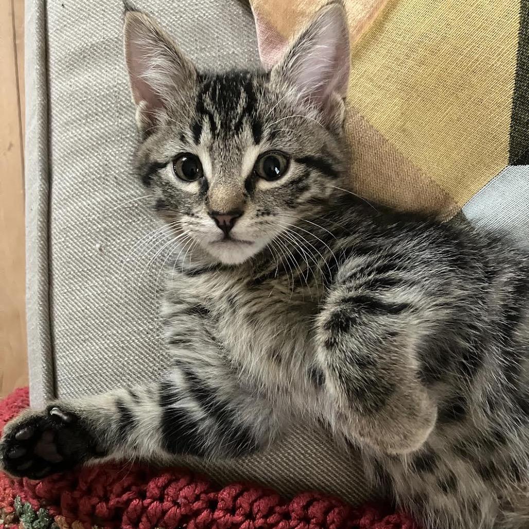 Enlarge Phil, a Adoptable Domestic Short Hair in Madison, WI image 1/4
