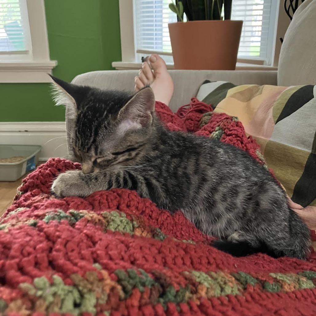 Enlarge Phil, a Adoptable Domestic Short Hair in Madison, WI image 2/4